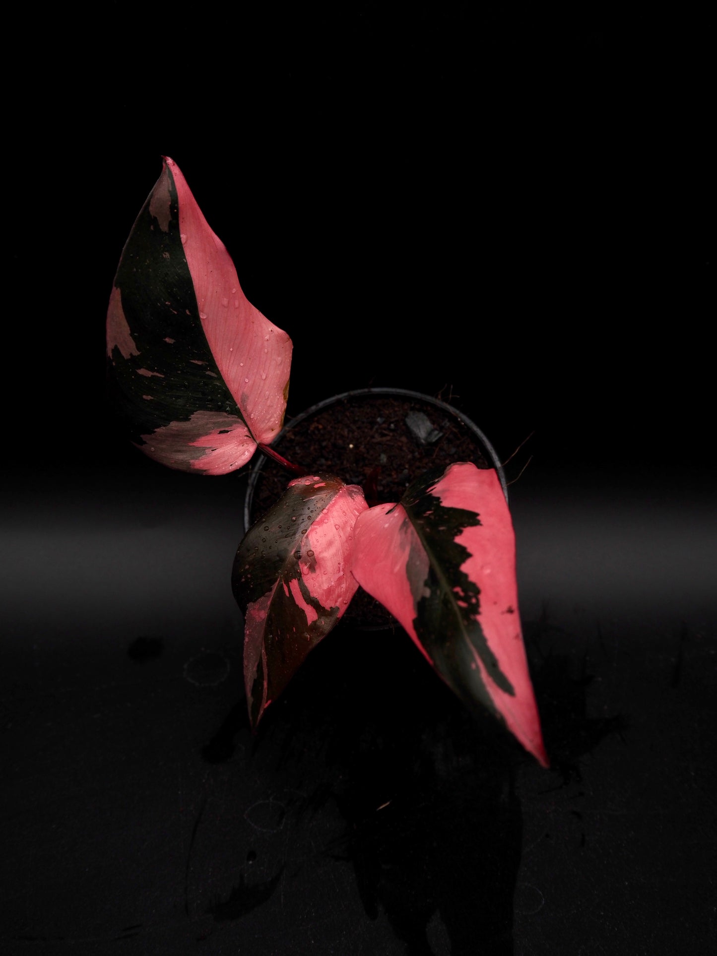 Philodendron Pink Princess Galaxy