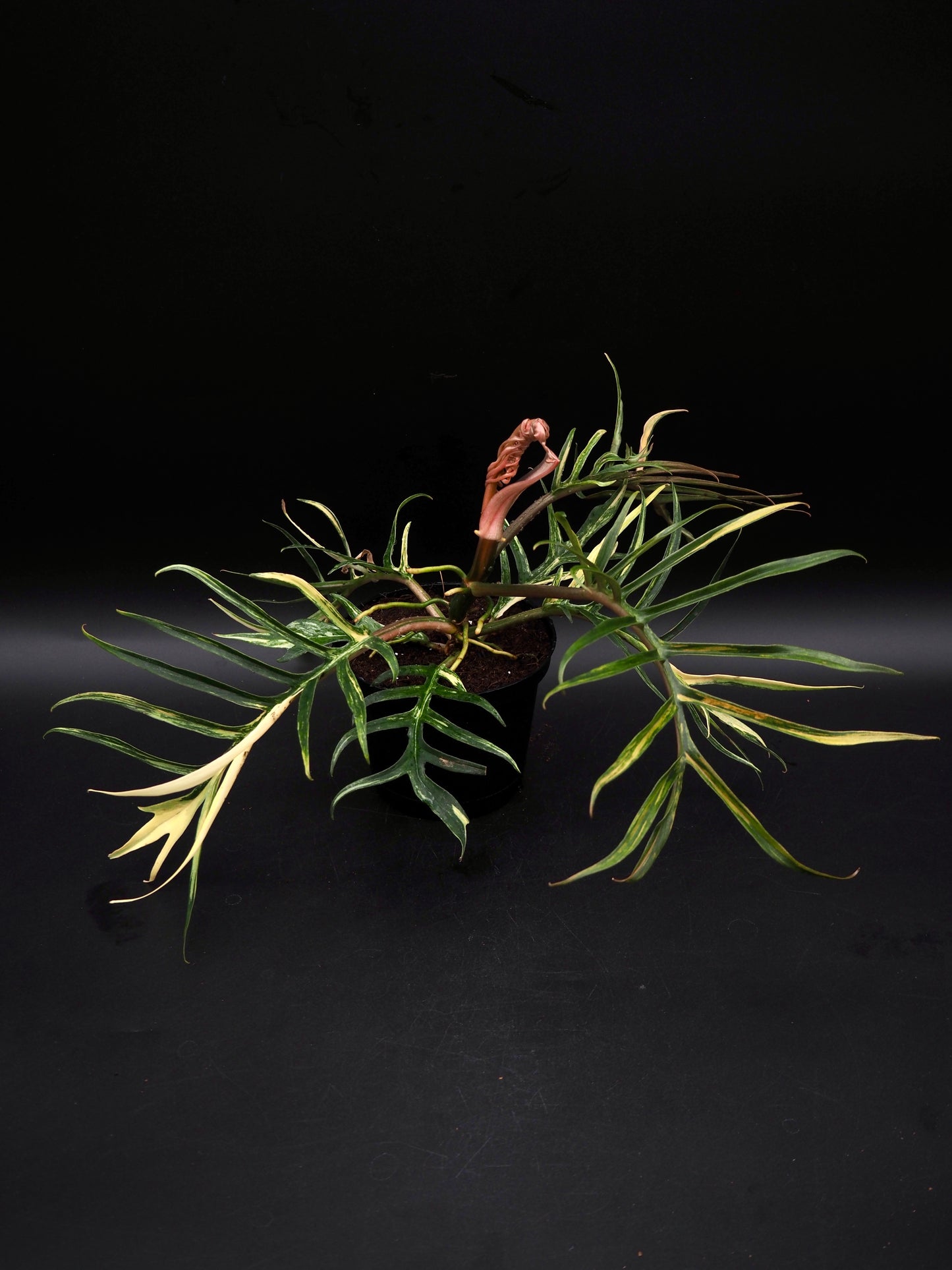 Philodendron Tortum Aurea