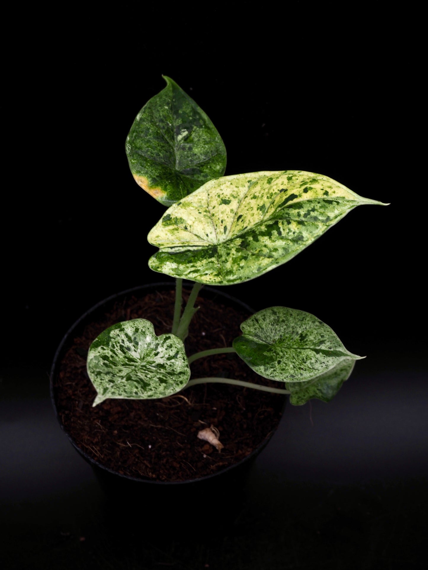 Alocasia Dragon Scale Mint Variegata