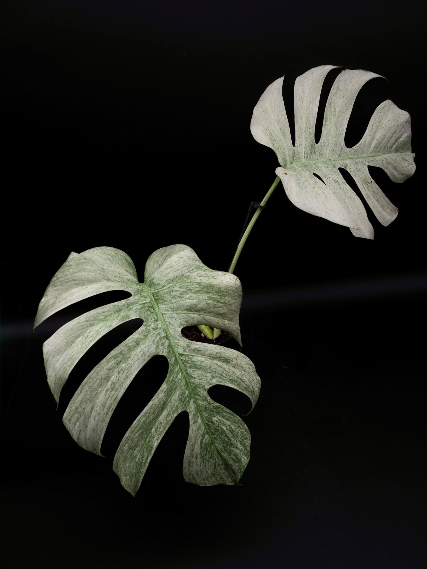 Monstera Jungle Full Mint