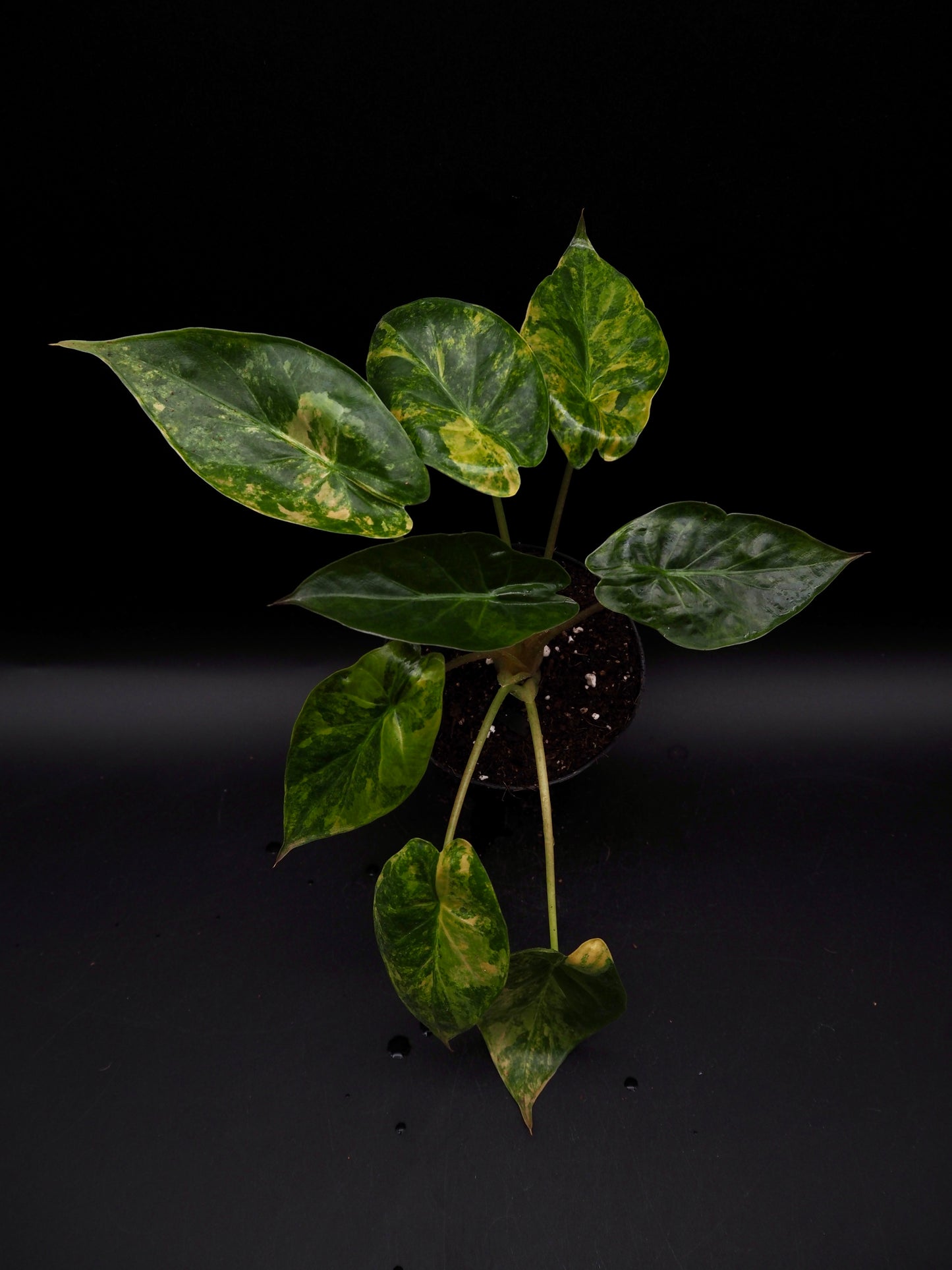 Alocasia Wentii Sunset Aurea