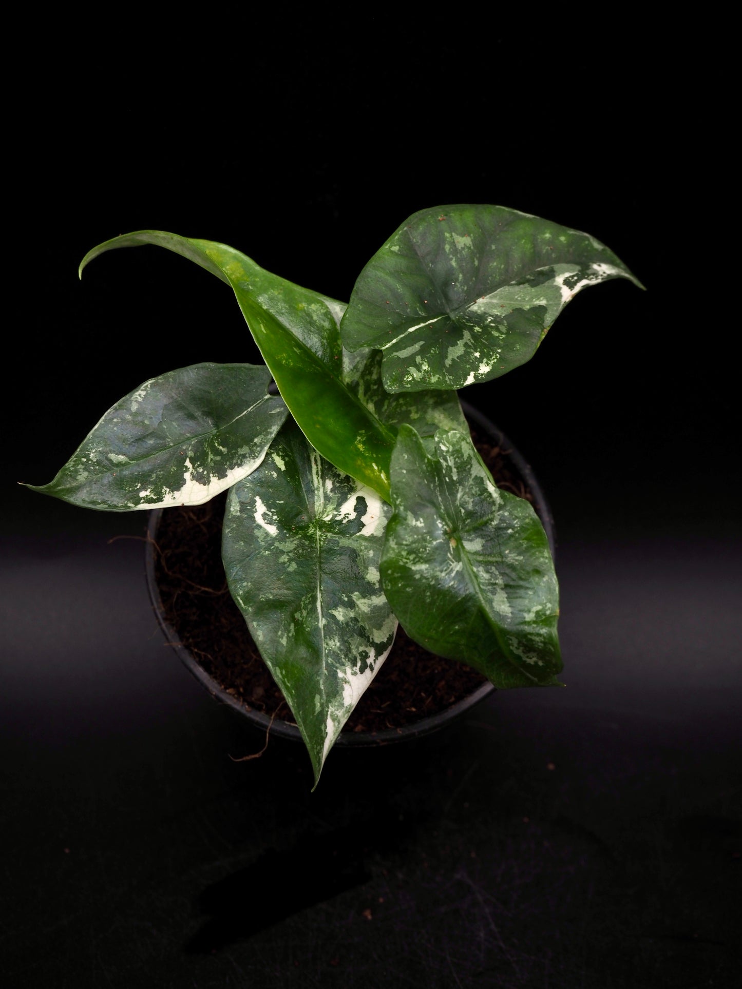 Alocasia Simpo Albo