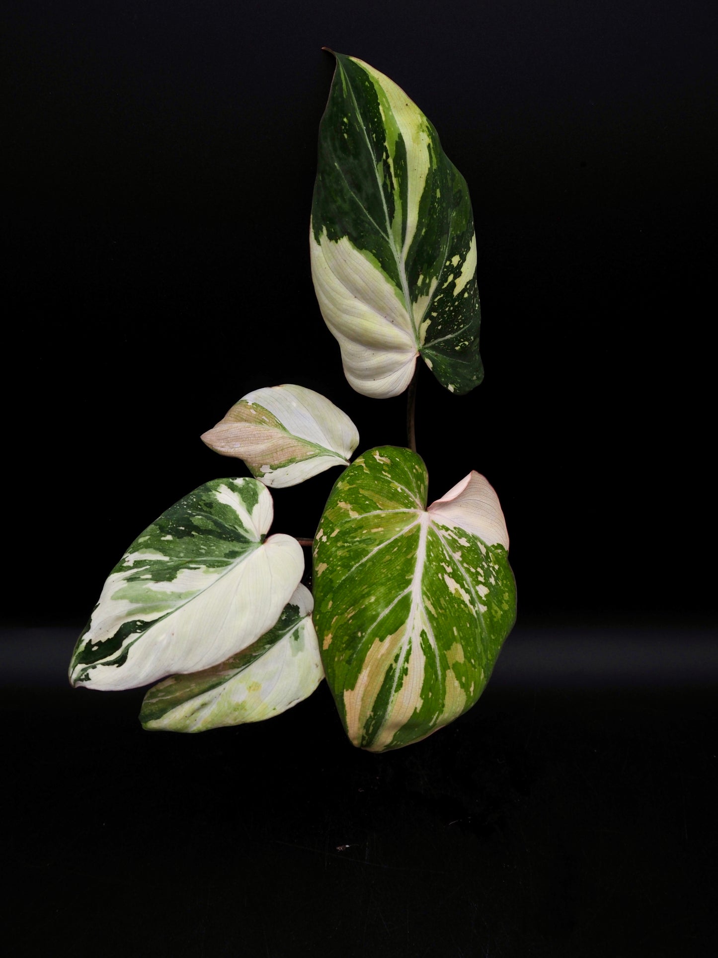 Philodendron Gloriosum Tricolor