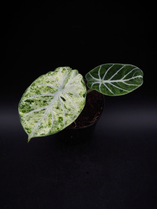 Alocasia Ninja Tricolor