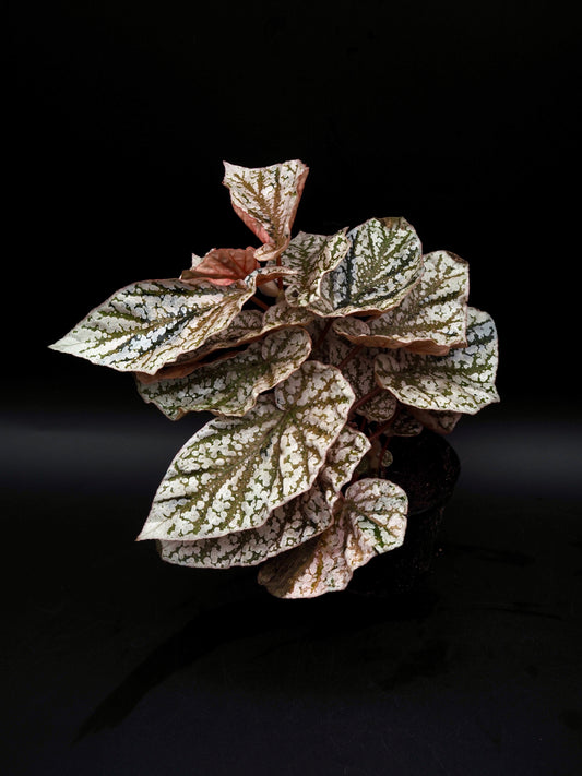 Begonia Snow capped variegata