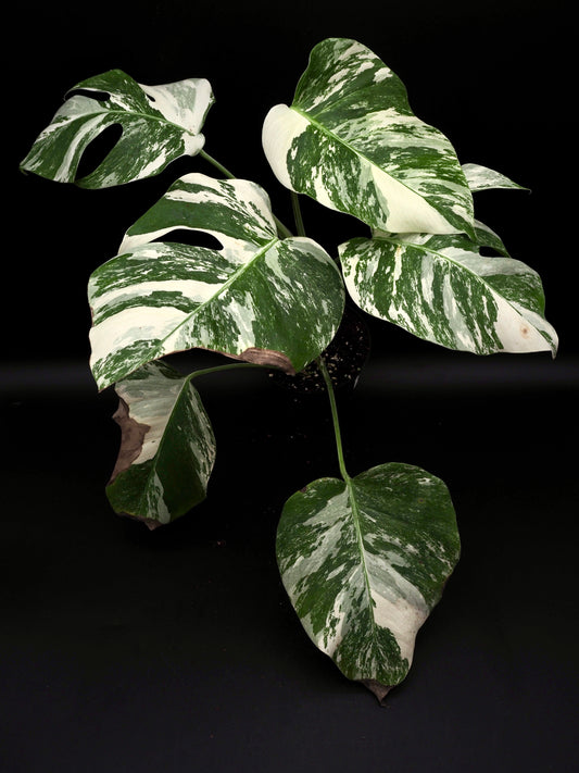 Monstera Borsigiana Albo Variegata