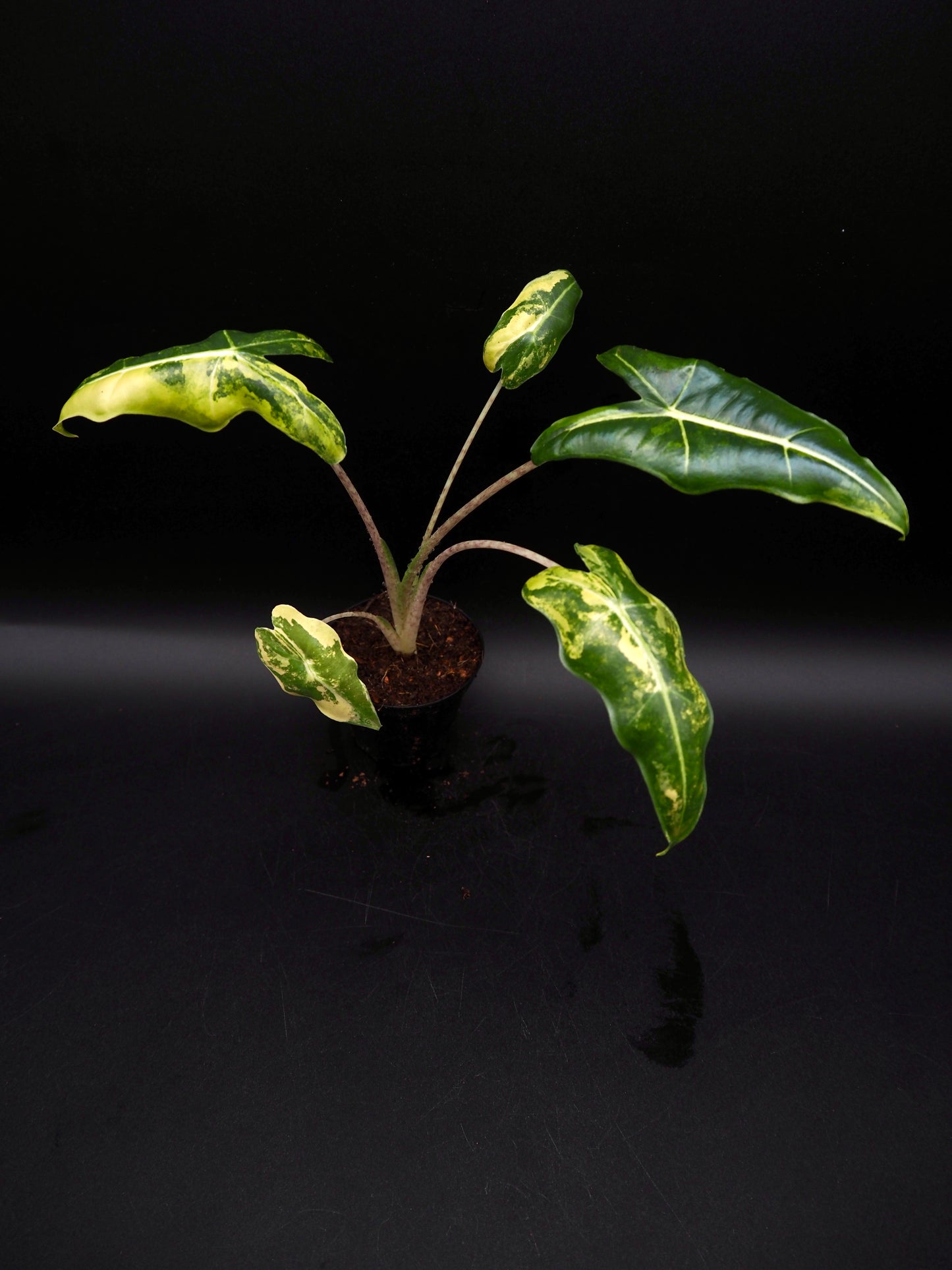 Alocasia Sarian Aurea
