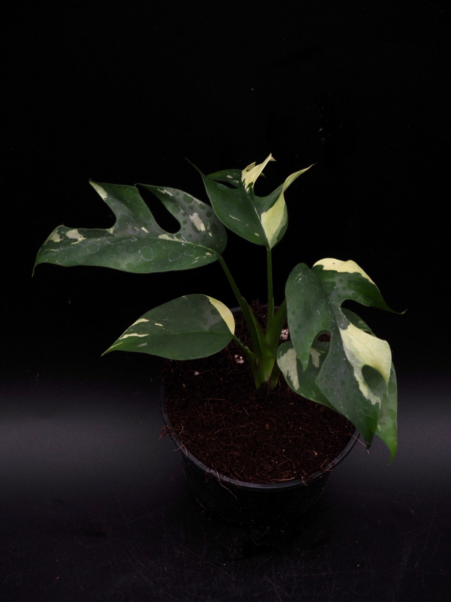 Rhaphidophora Tetrasperma Variegata