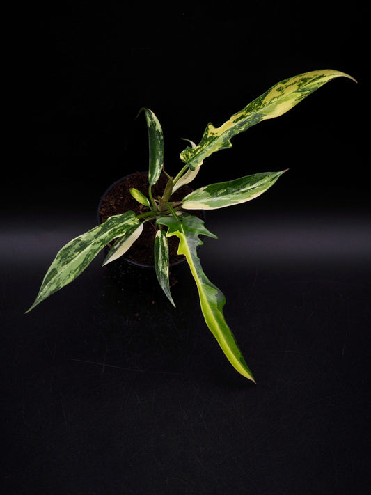 Philodendron Florida Beauty X Tortum Aurea Variegata