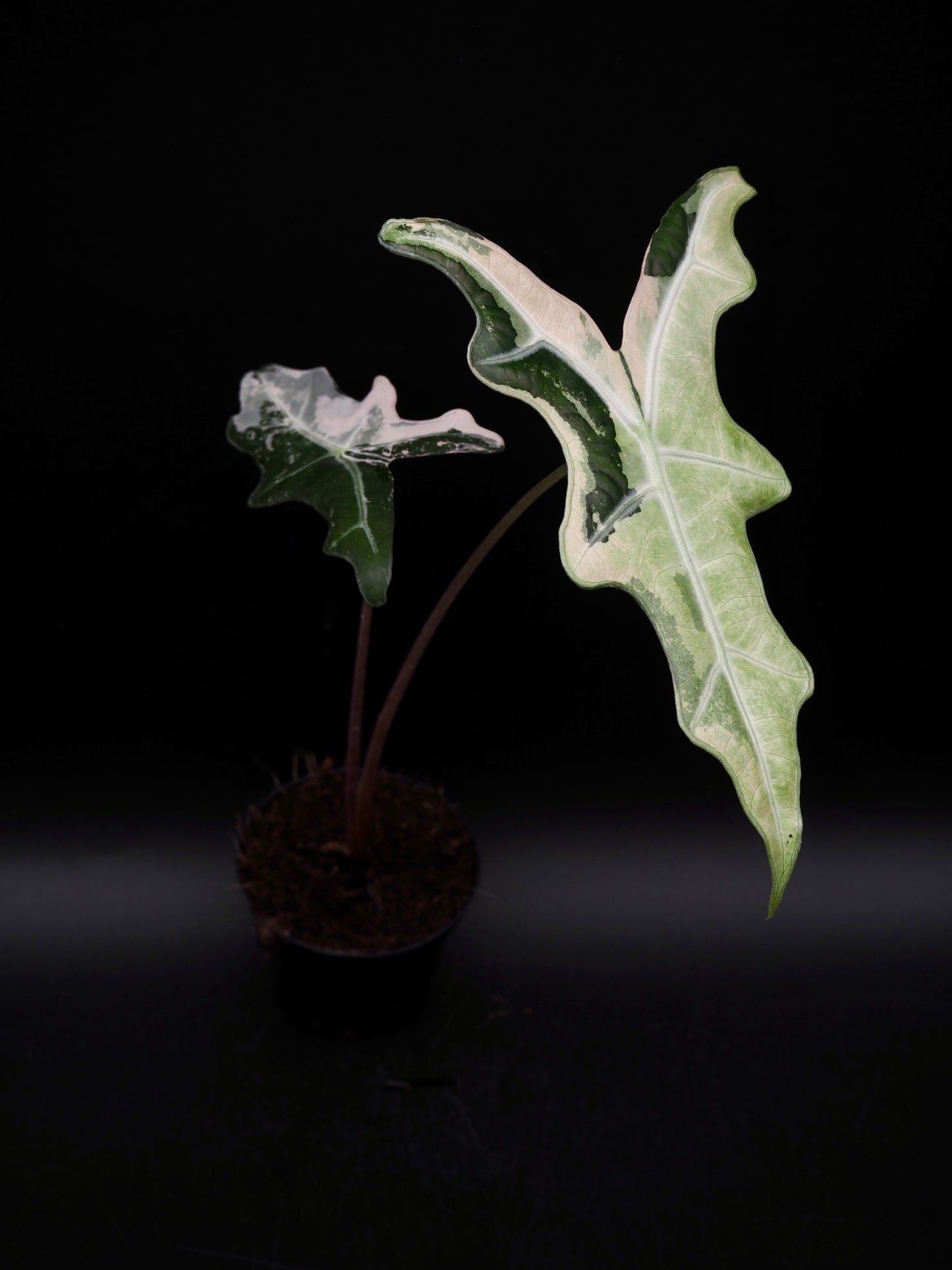 Alocasia Nobilis Pink