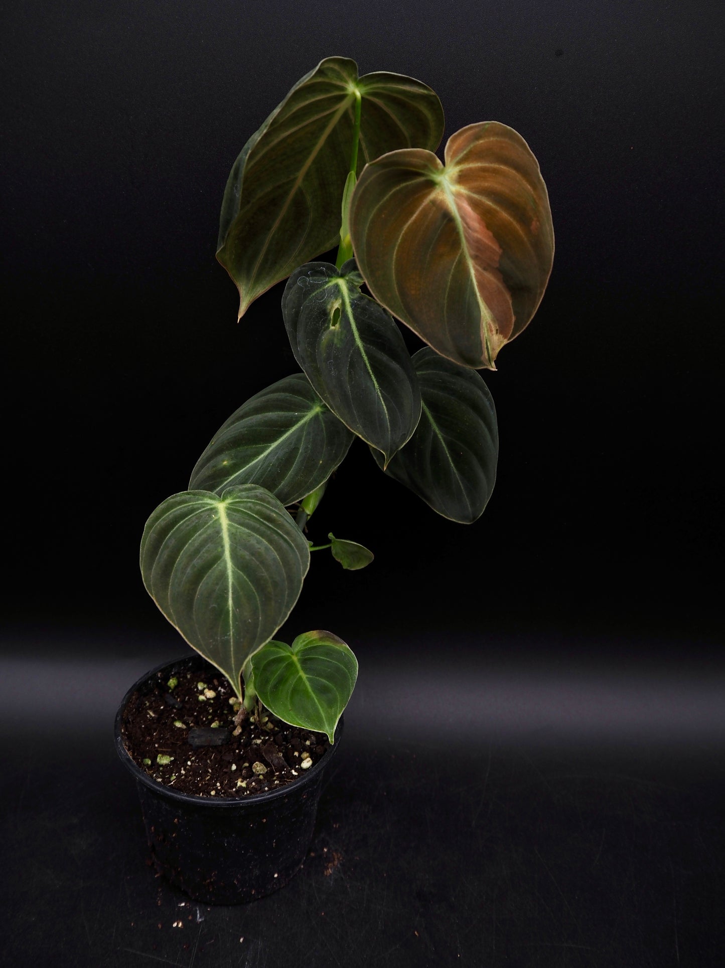 Philodendron Melanochrysum Variegata