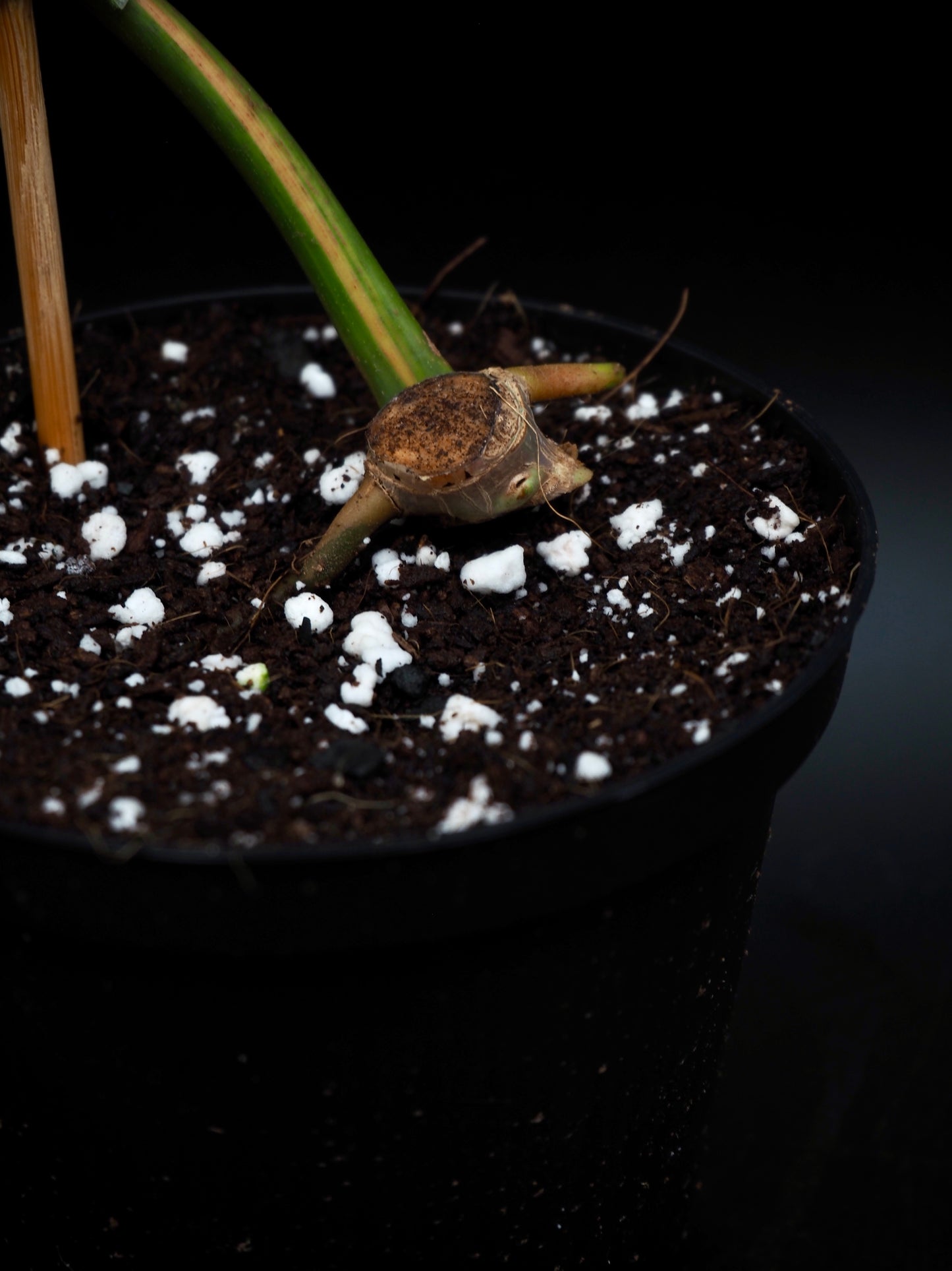 Philodendron Florida Beauty x Billitiea (Jennifer)