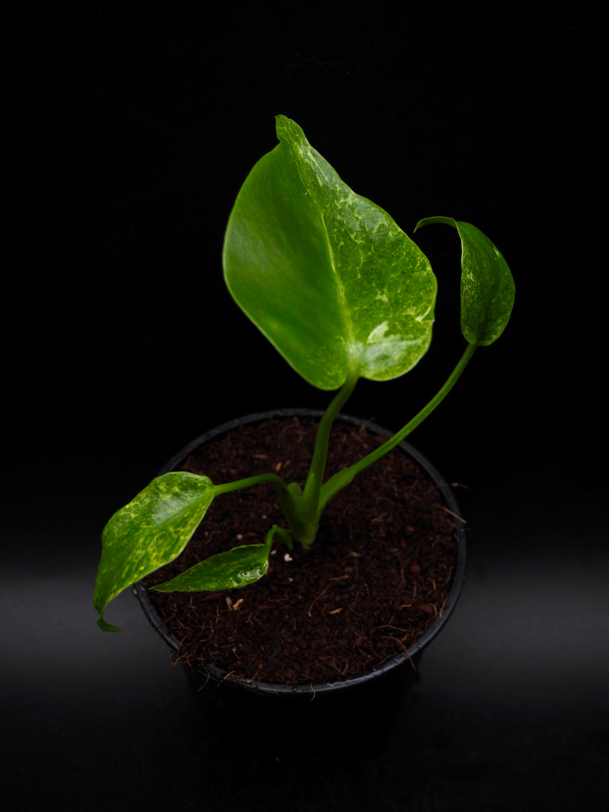 Monstera Thunder Bolt