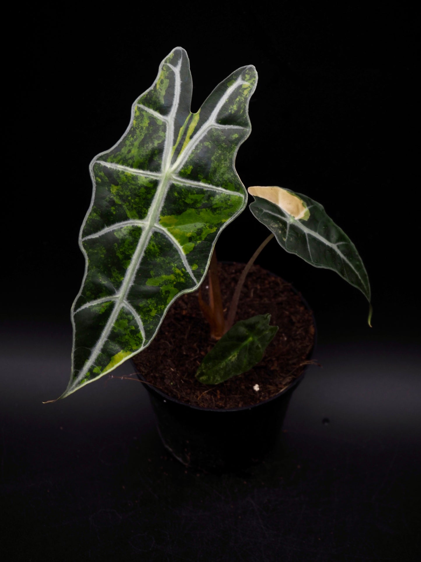 Alocasia Sanderiana Bull Aurea
