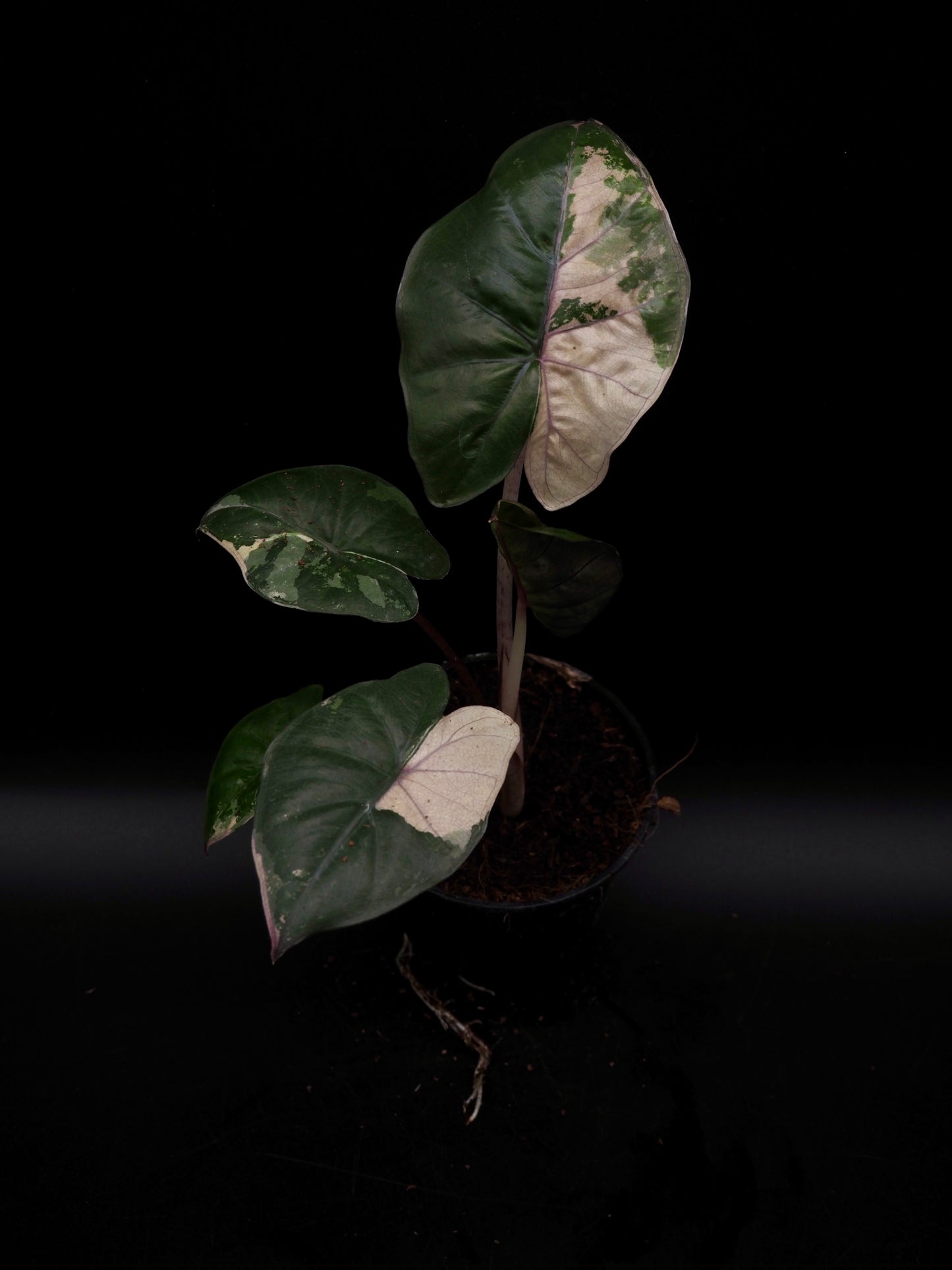 Alocasia Yucatan Princess Pink