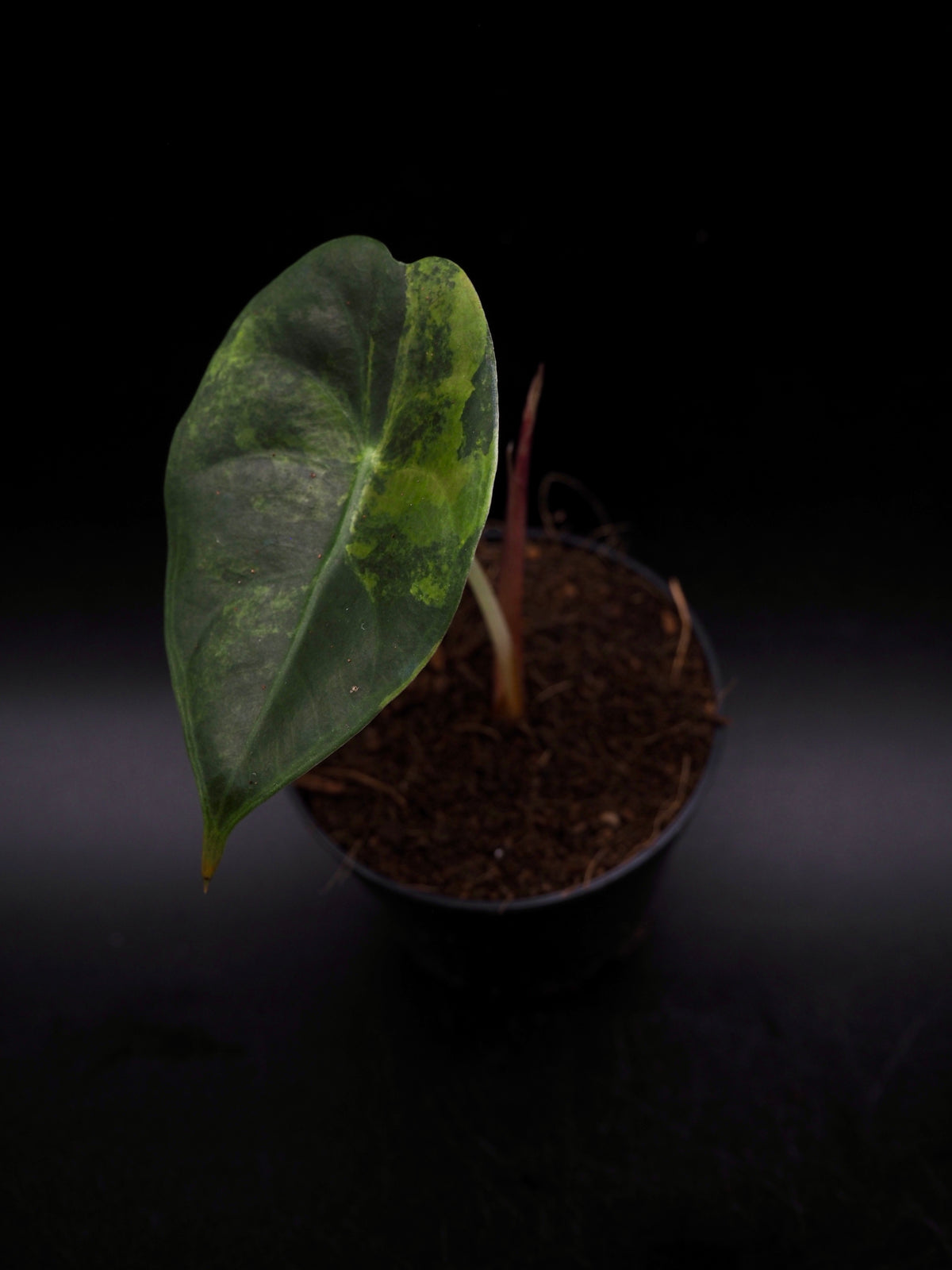 Alocasia Sedenii Aurea