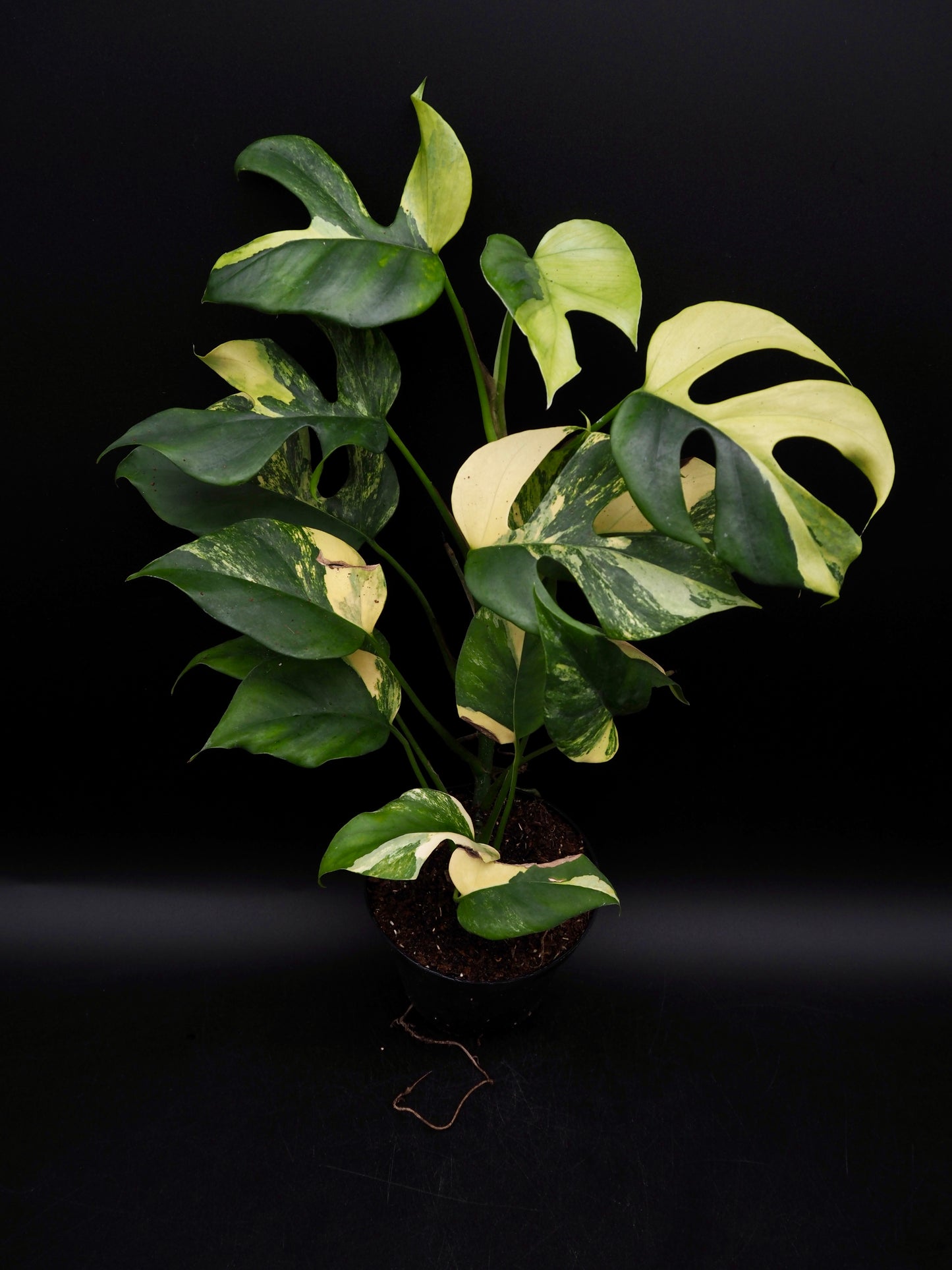 Rhaphidophora Tetrasperma Aurea Variegata