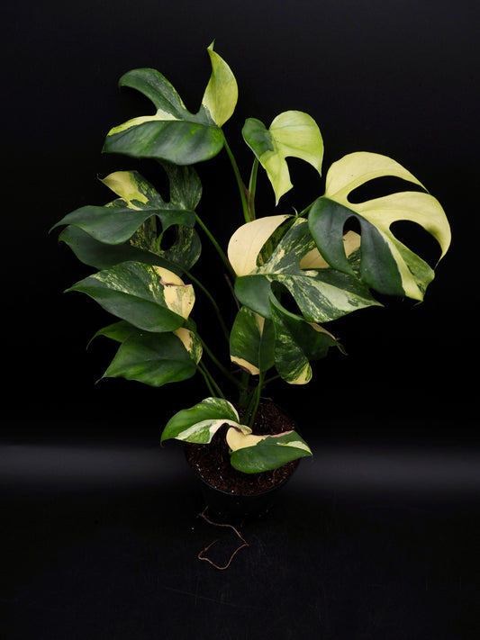 Rhaphidophora  Jolaplants