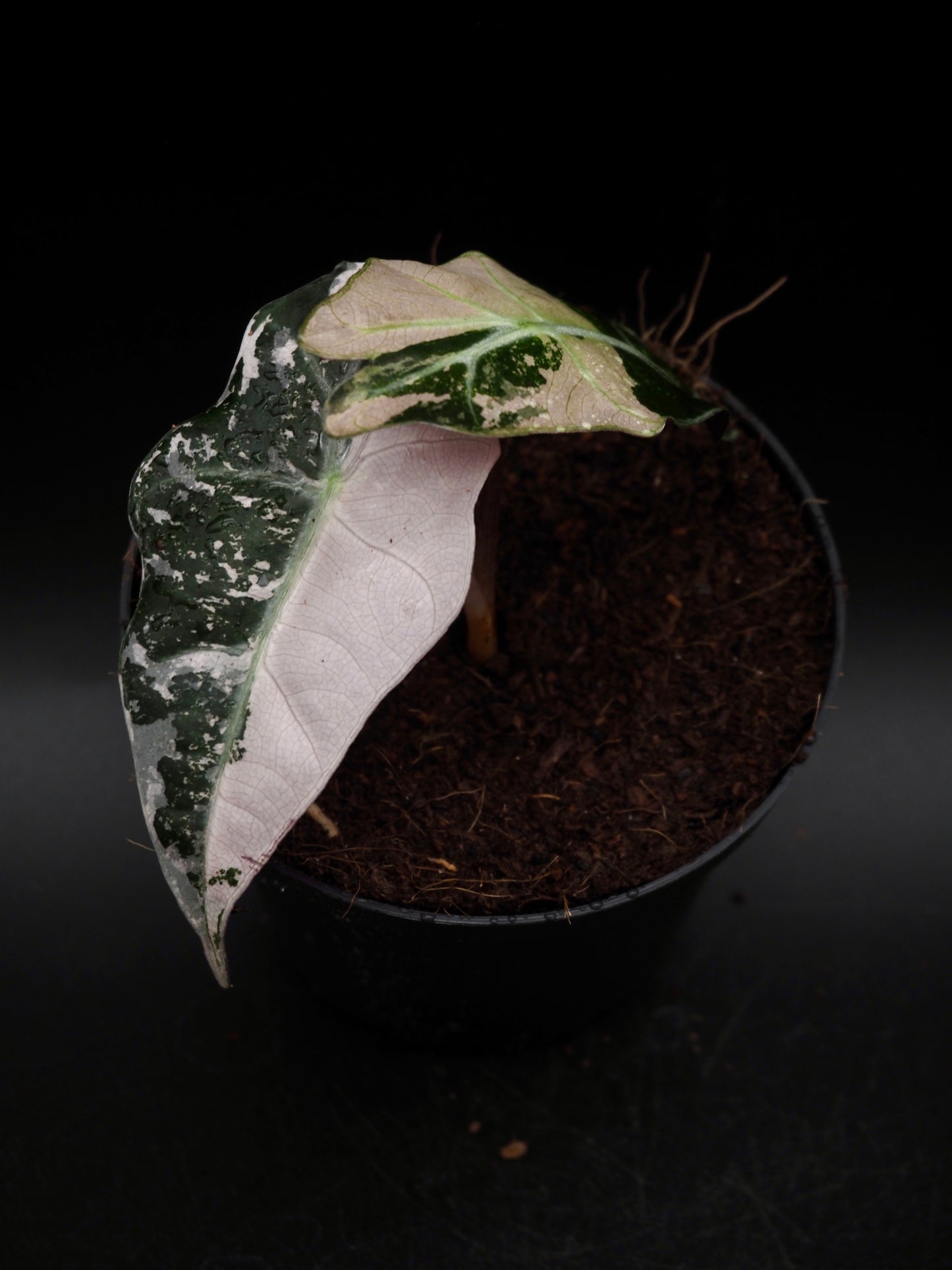 Alocasia Polly Pink Variegata