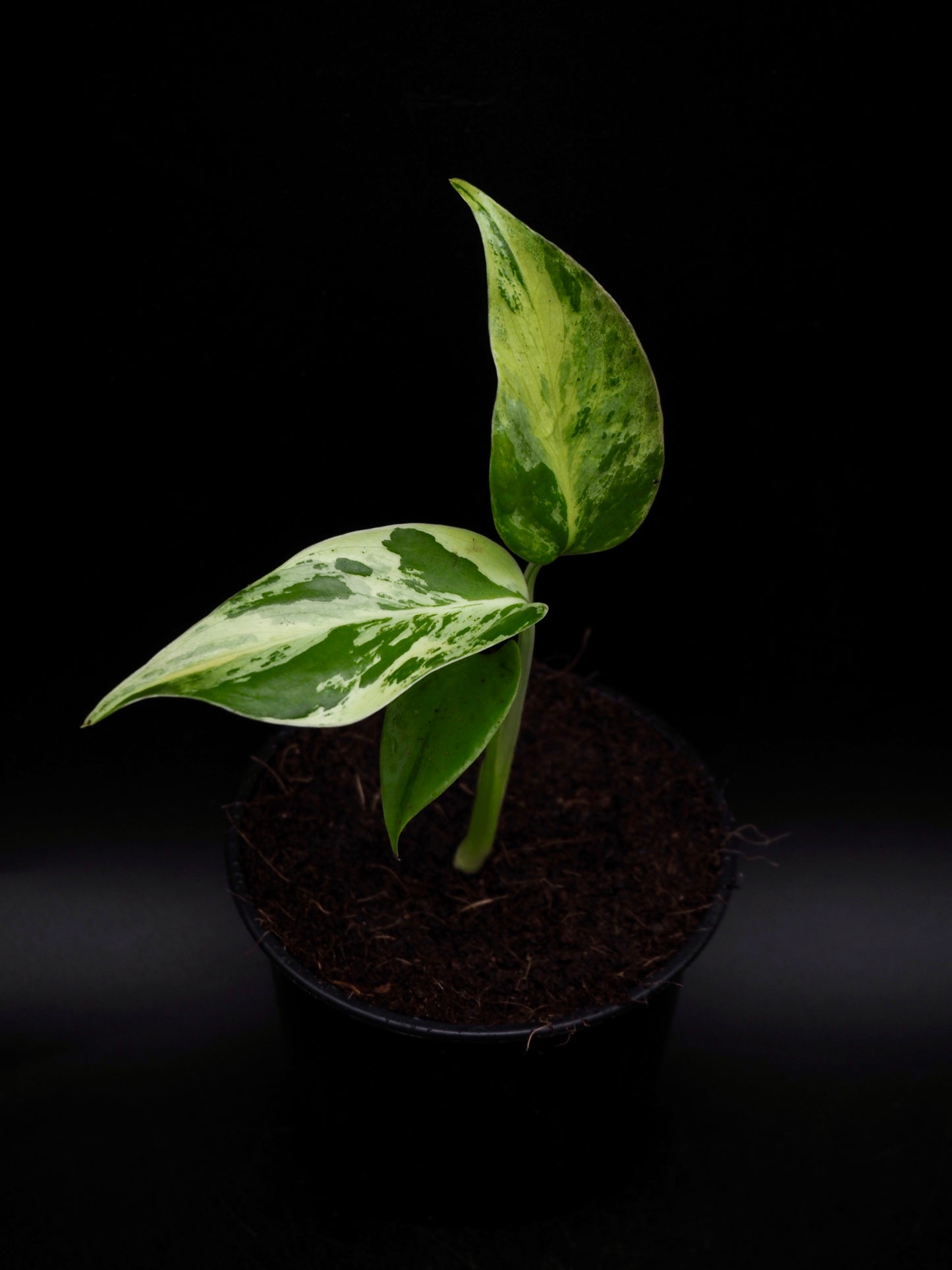 Monstera Light Lime S