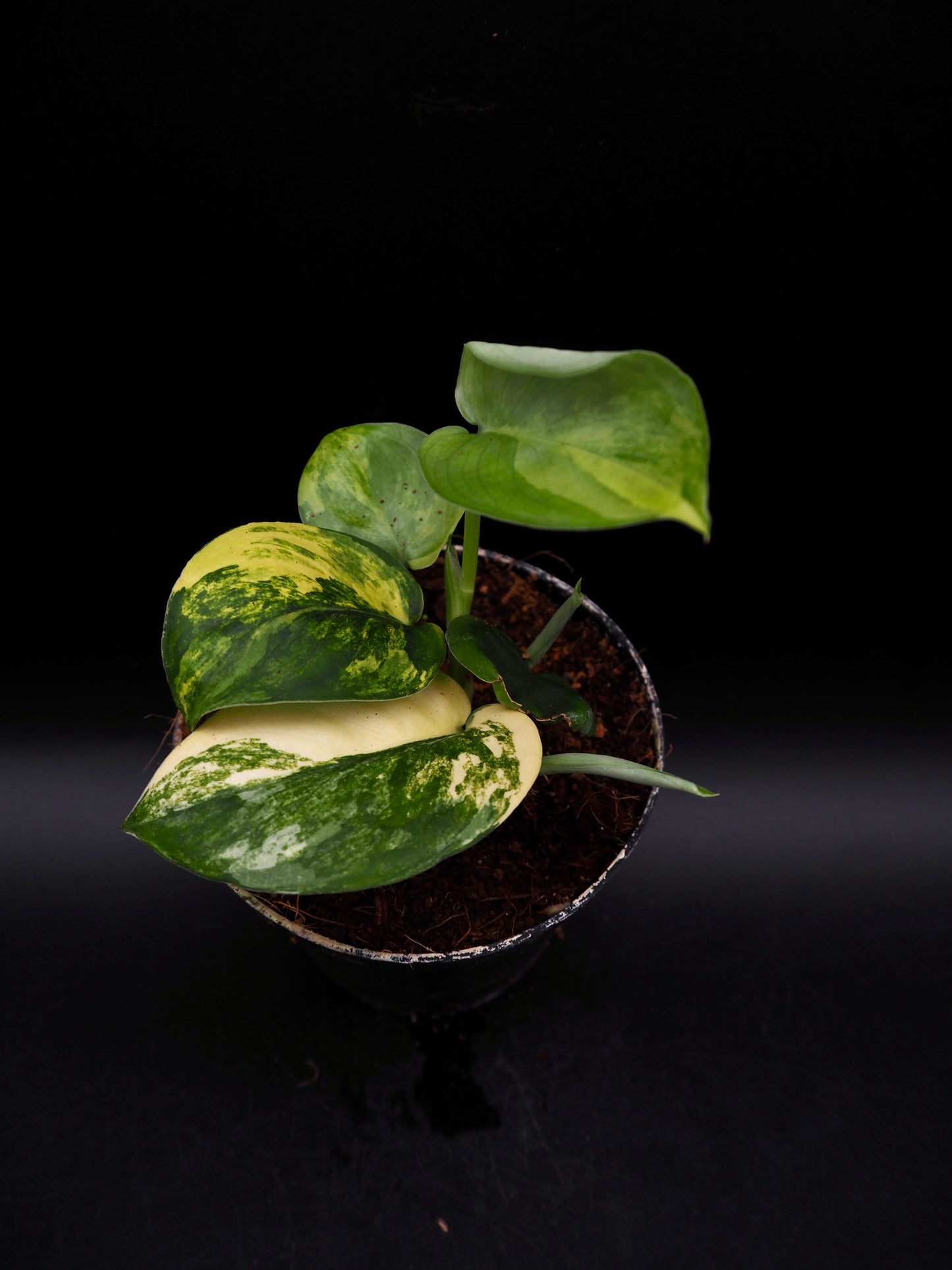 Scindapsus Jade Satin Variegata