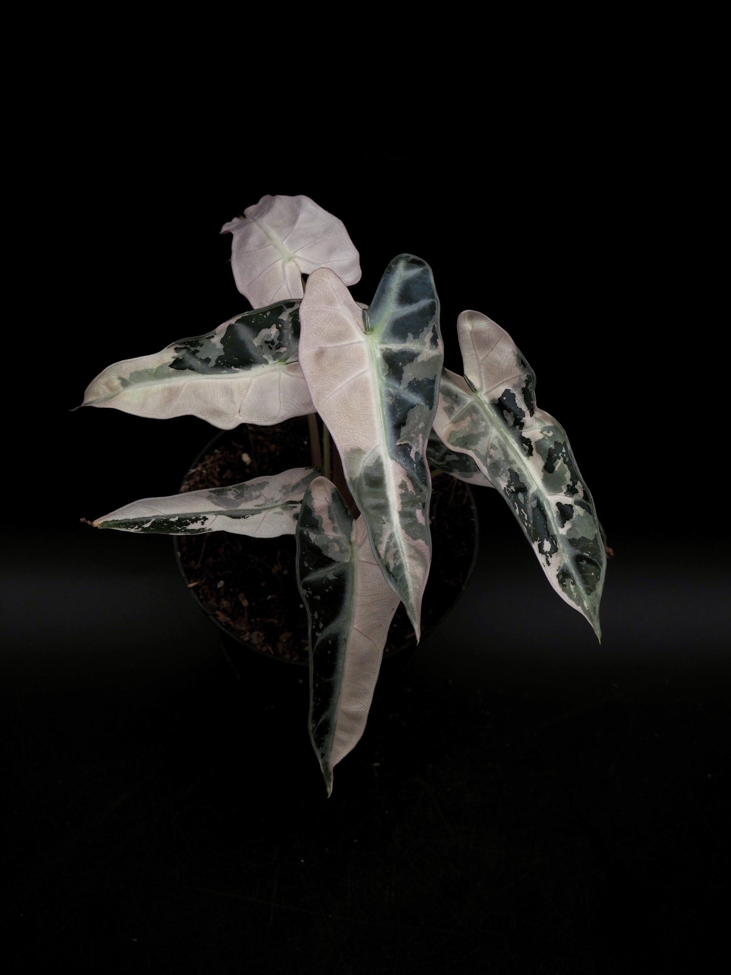 Alocasia Bambino Pink Variegata