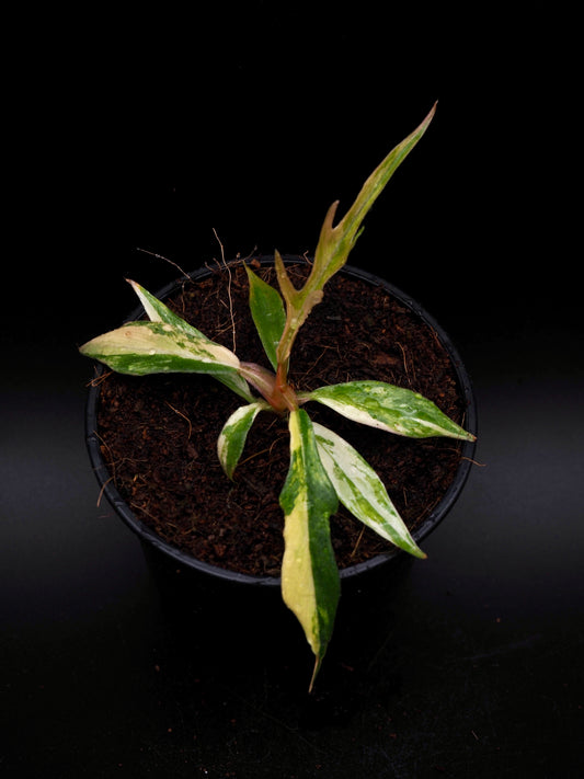 Philodendron Tortum Aurea