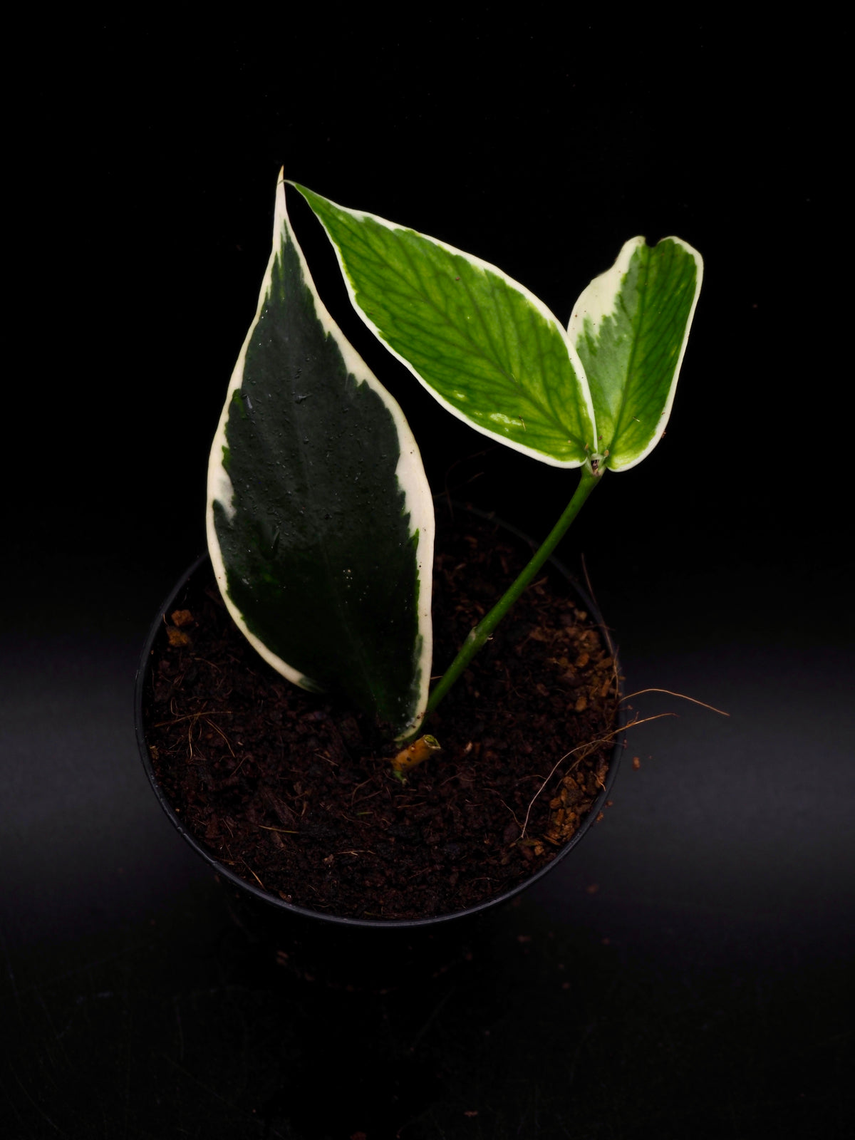 Hoya Polyneura Variegata