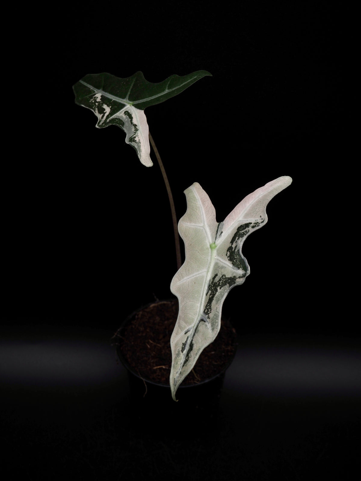 Alocasia Nobilis Rose