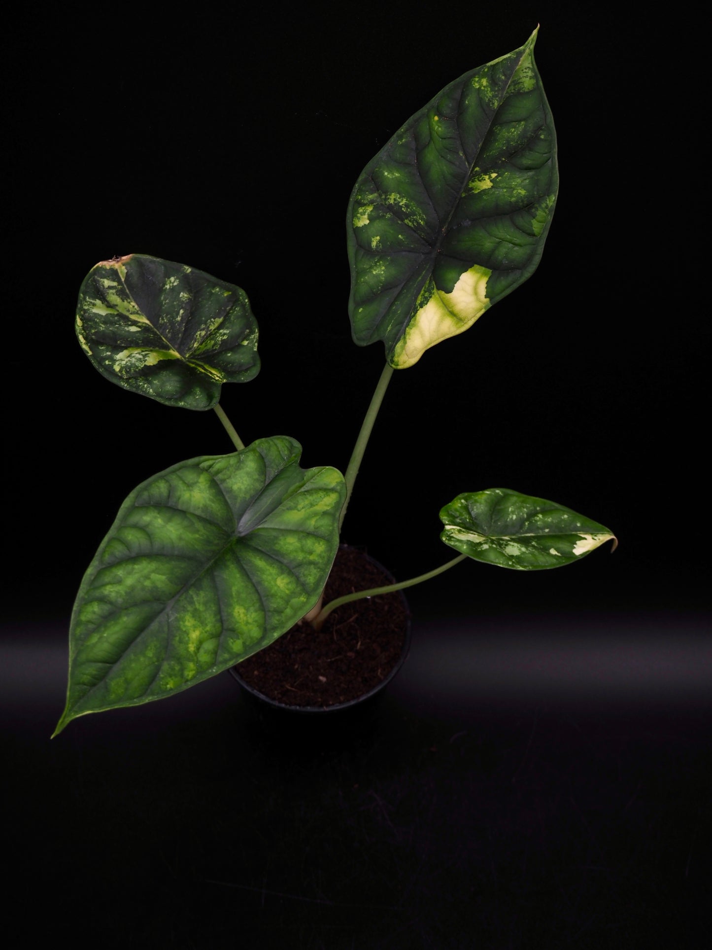 Alocasia Dragon Scale Aurea