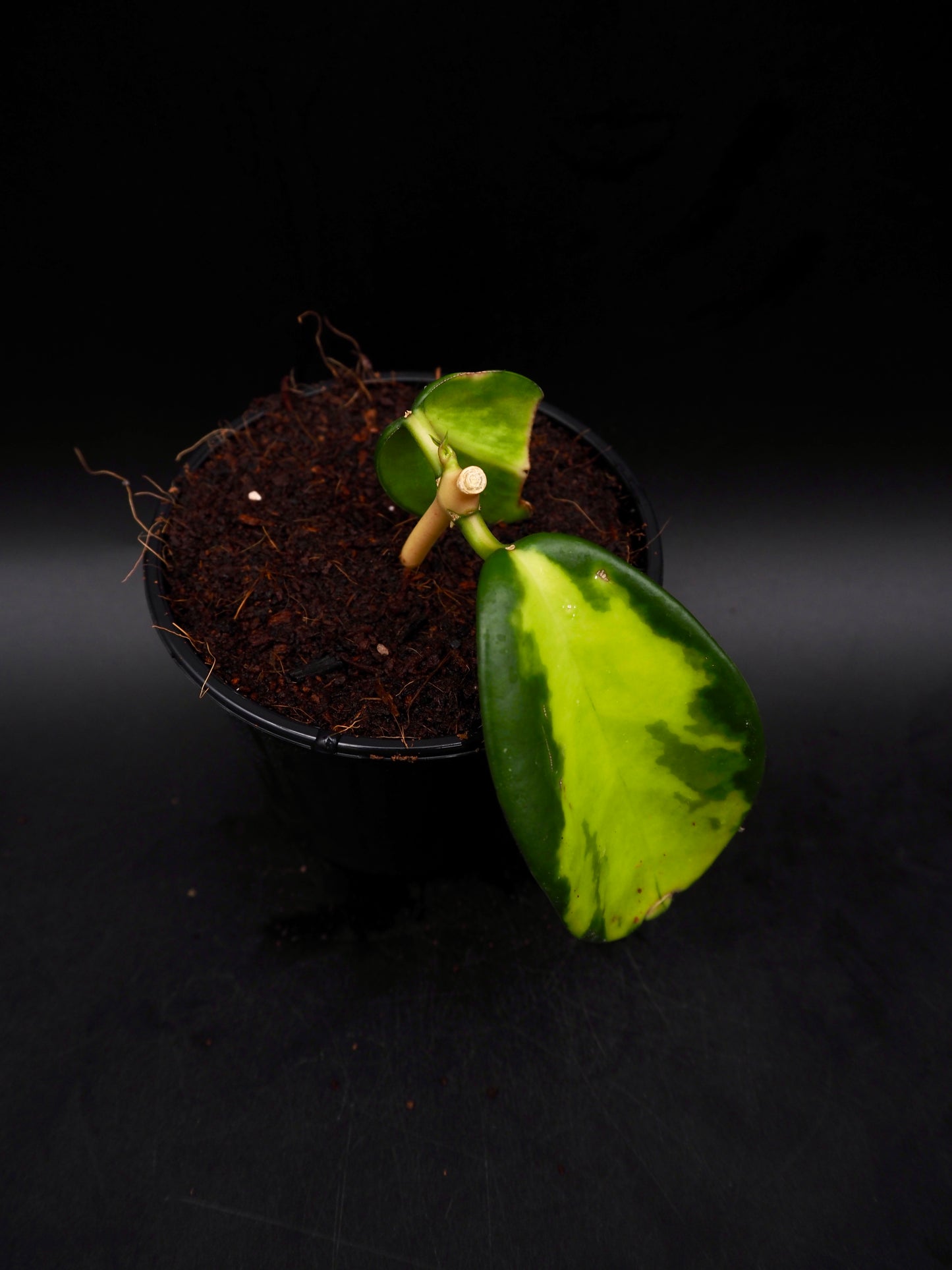 Hoya Maharani Variegata