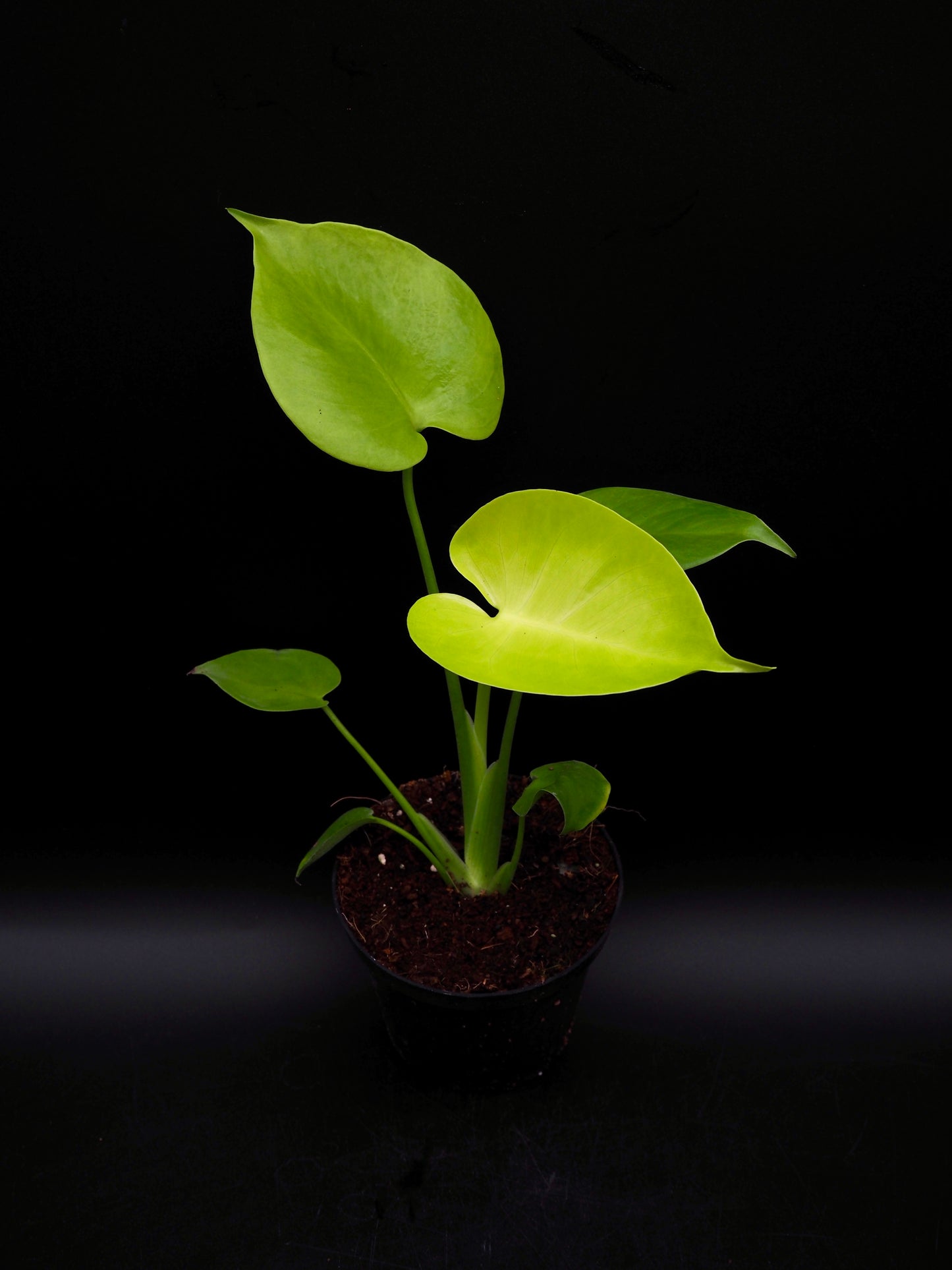Monstera Lemon Lime