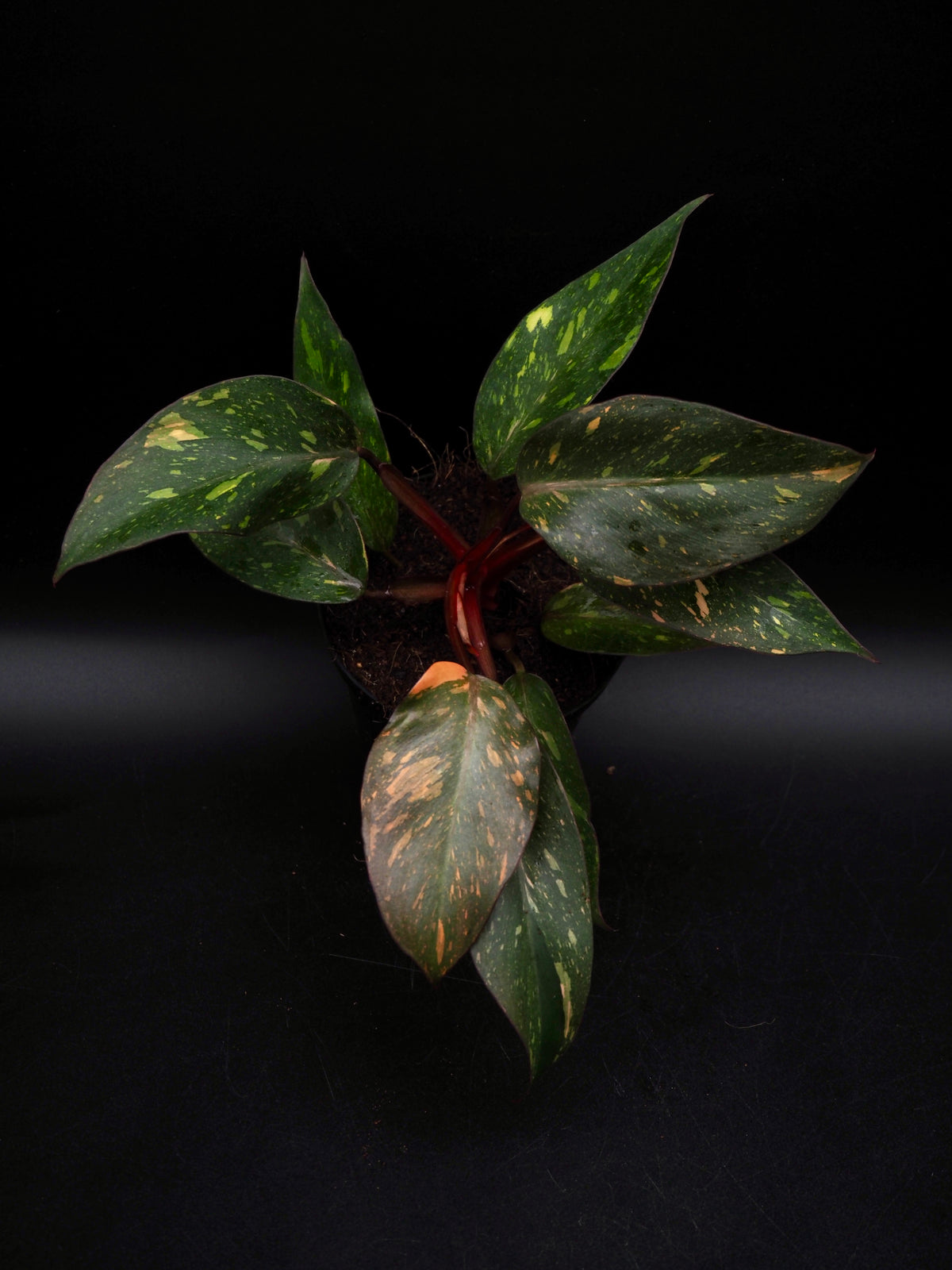 Philodendron Orange Princess Galaxy