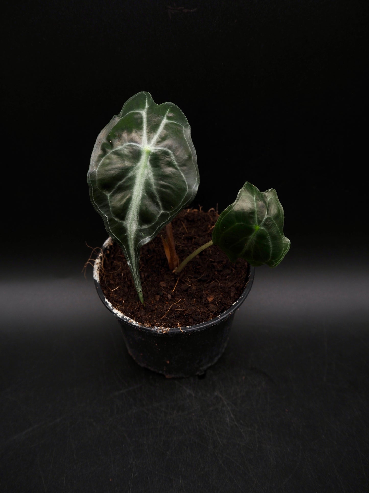 Alocasia Venom S