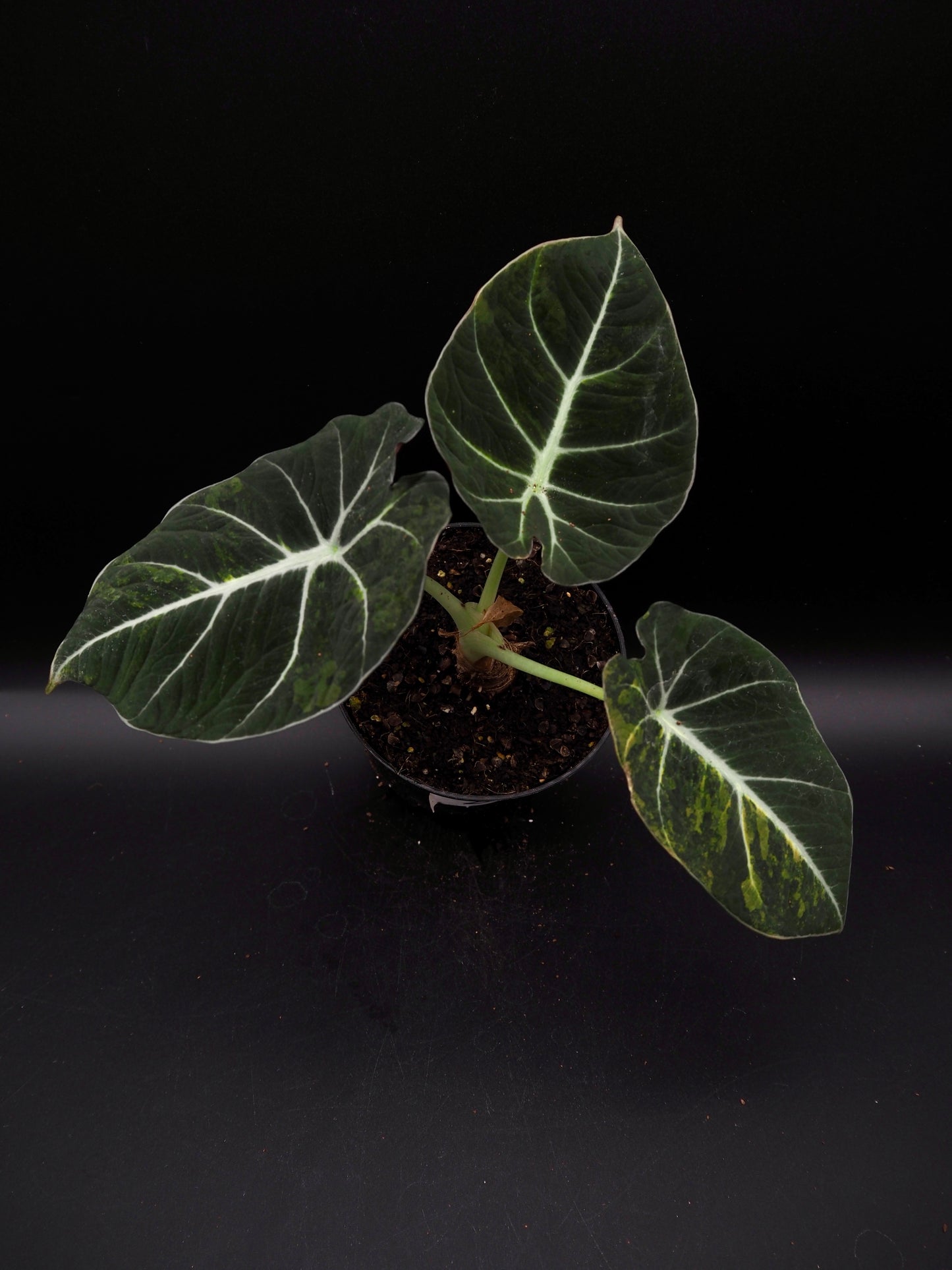 Alocasia Black Velvet Aurea