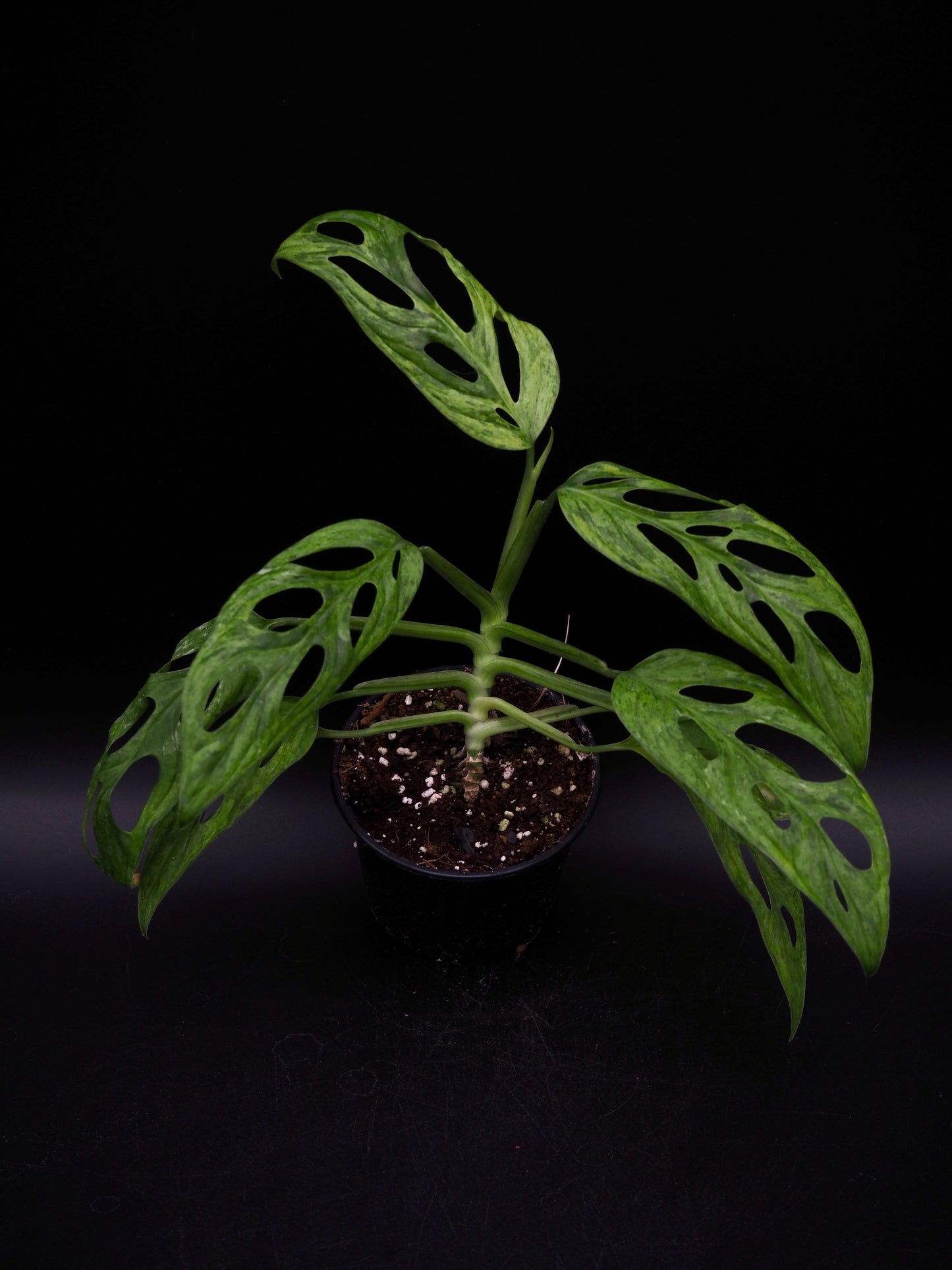 Monstera Adansonii Indonesian Marble