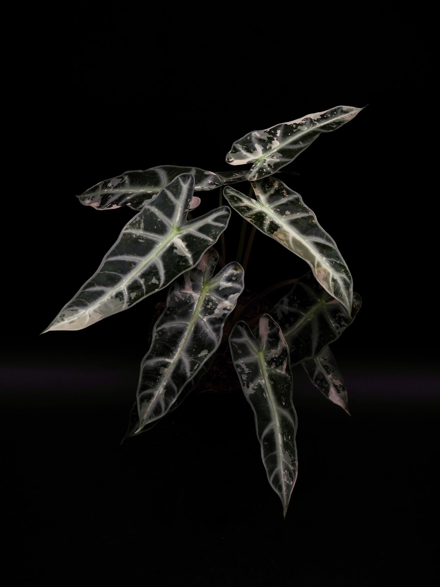 Alocasia Bambino Pink XXL