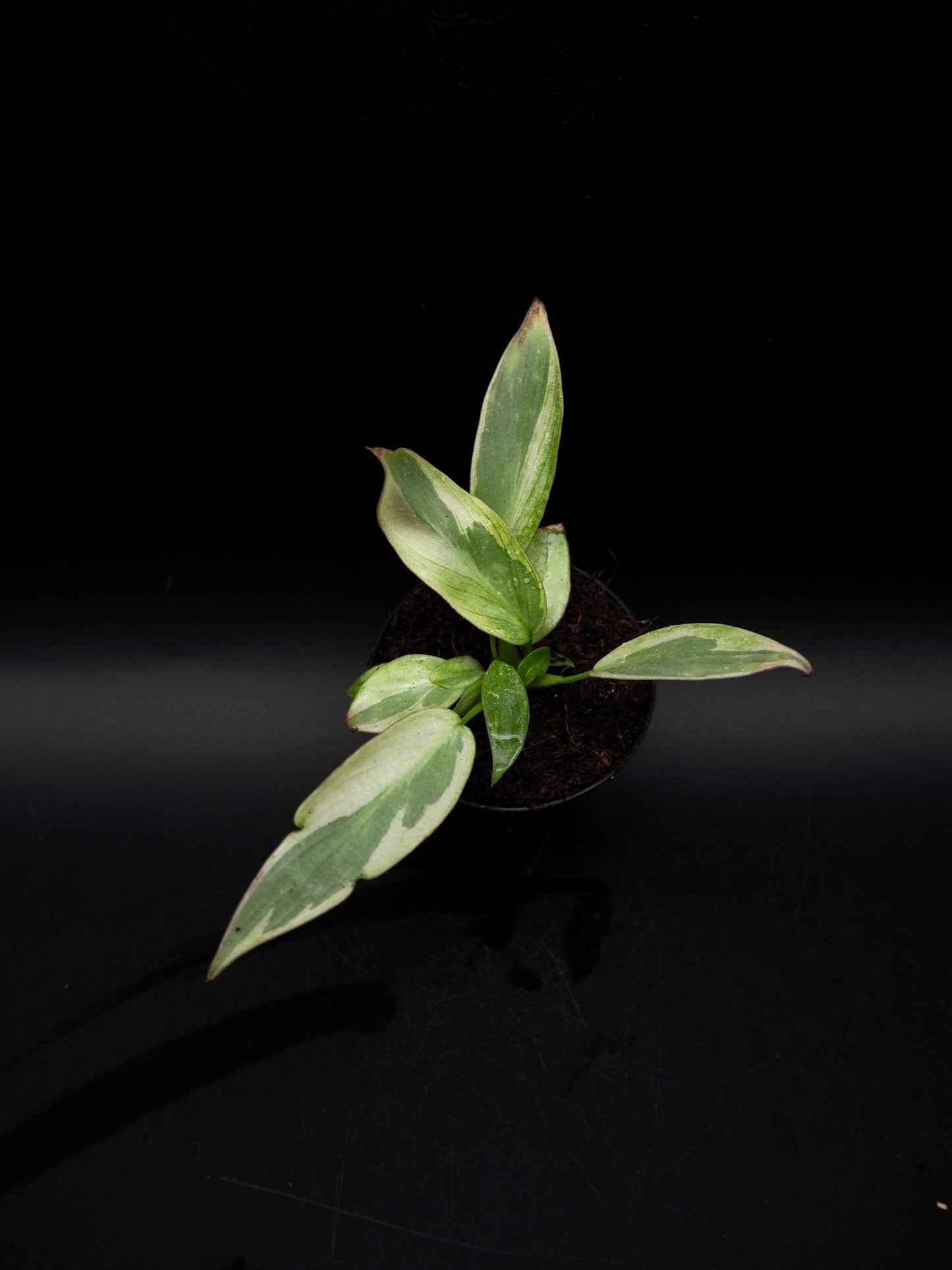 Philodendron Longilobatum Variegata