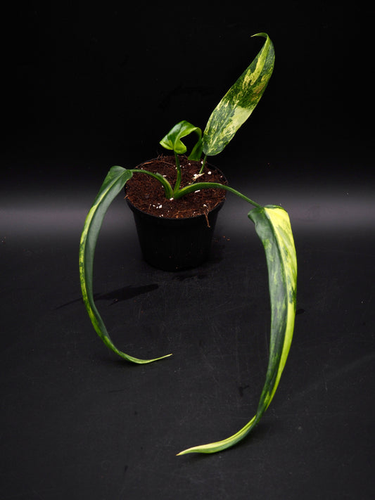 Philodendron Holtonianum Aurea