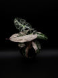 Alocasia Bambino Pink Variegata