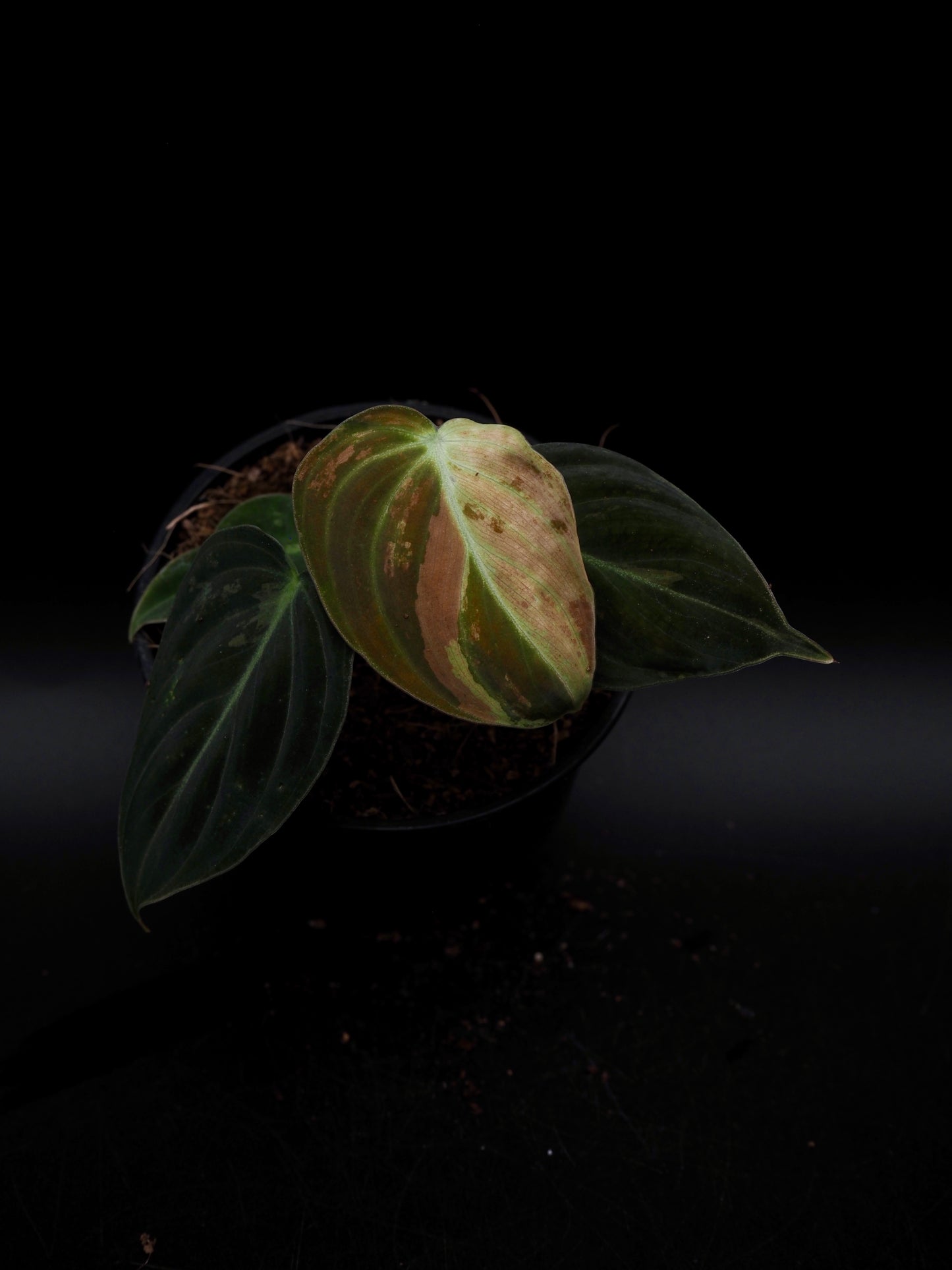 Philodendron Melanochrysum Variegata