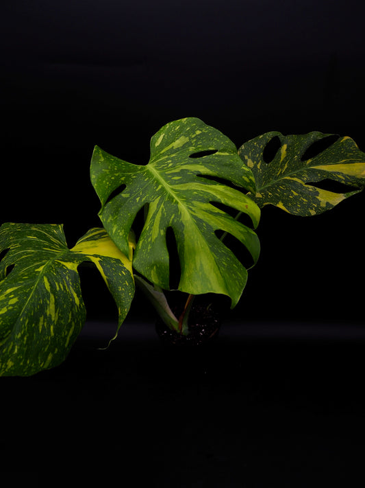 Monstera Deliciosa Electrolyte
