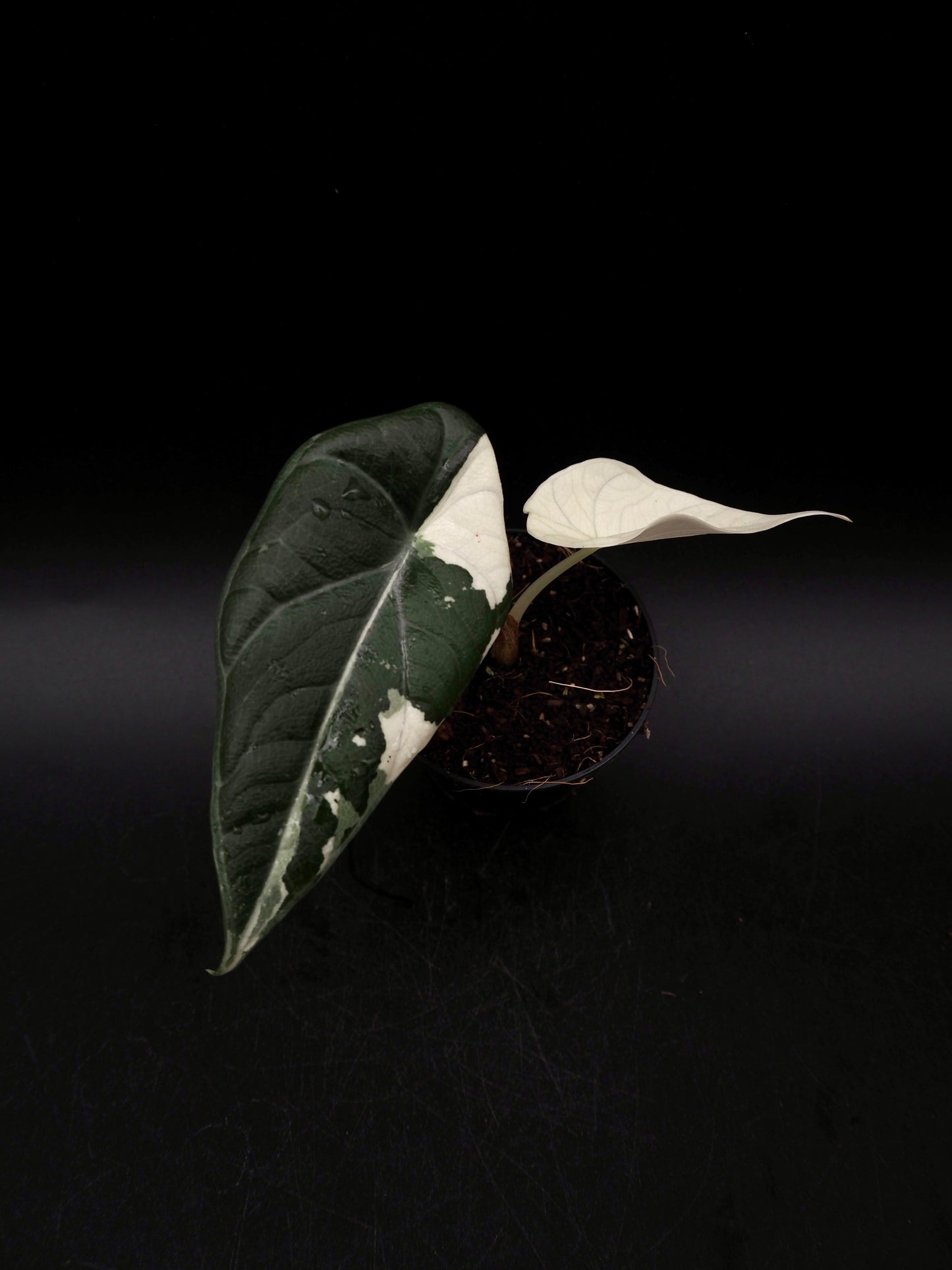 Alocasia Maharani Albo Variegata