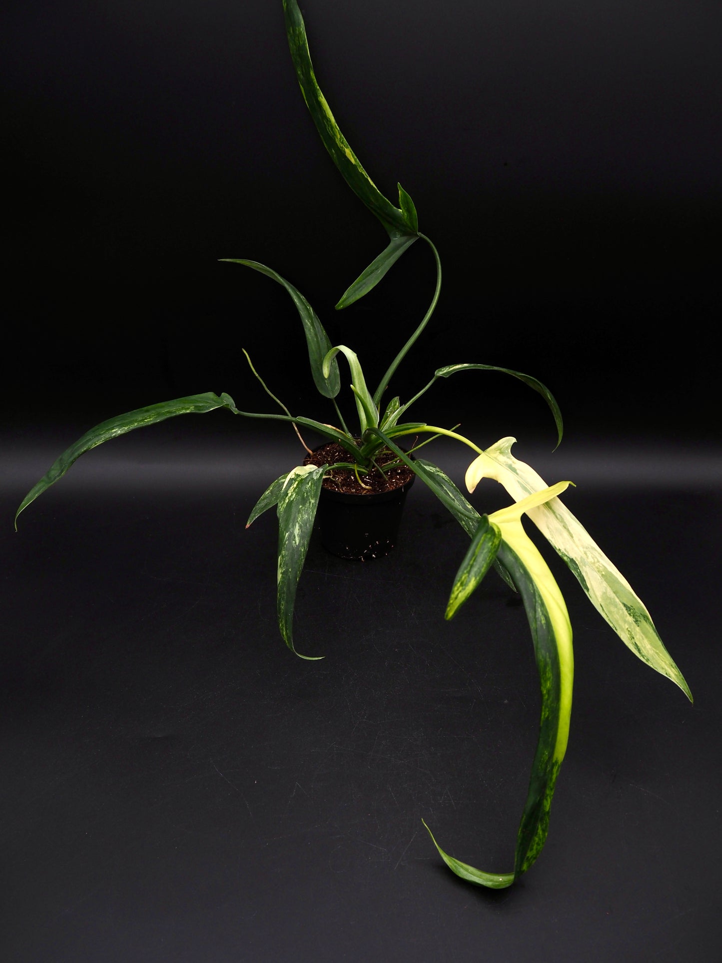 Philodendron Holtonianum Aurea