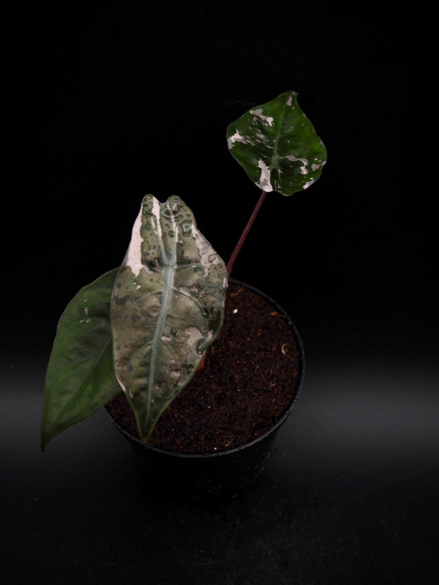 Alocasia Chantrieri Pink