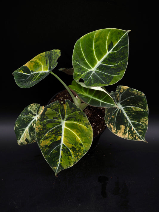 Alocasia Black Velvet Aurea