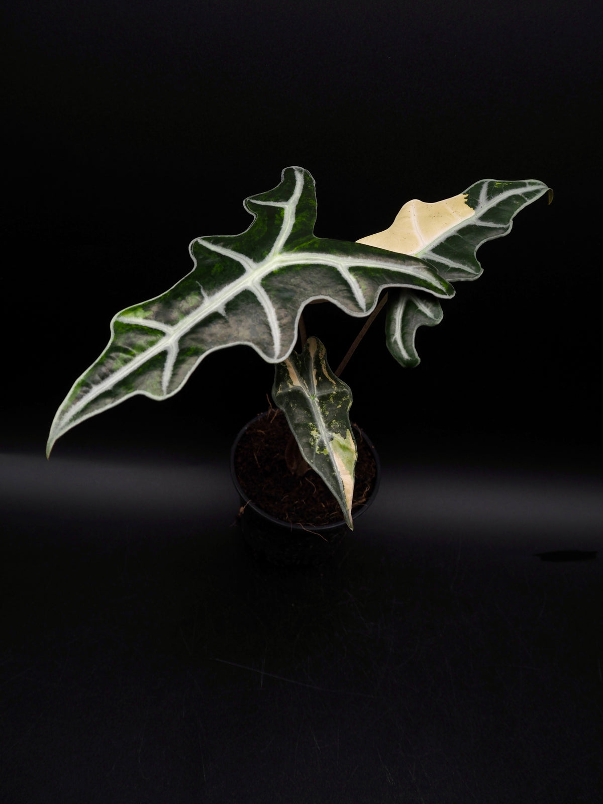 Alocasia Nobilis Aurea