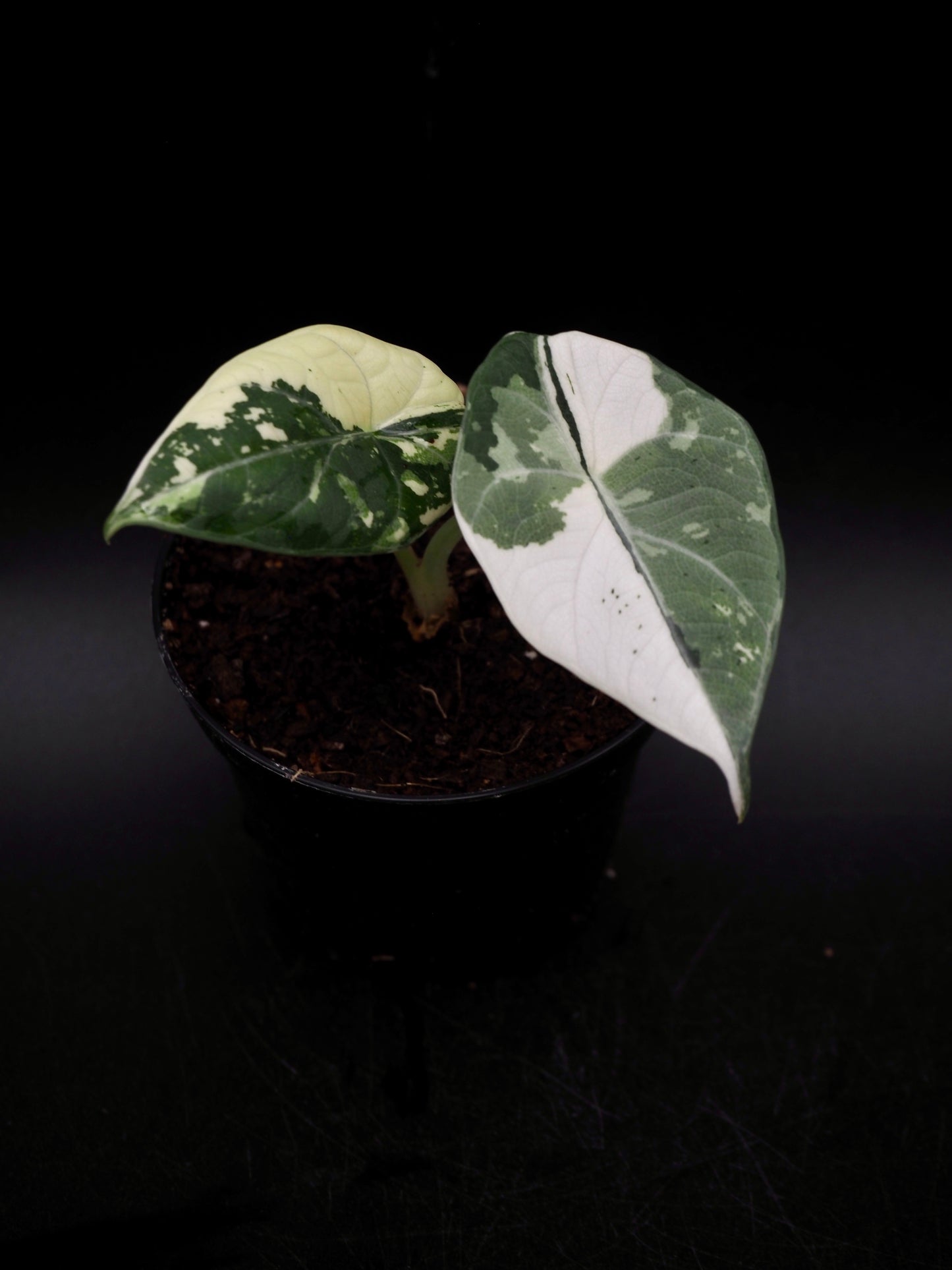 Alocasia Maharani Albo Variegata