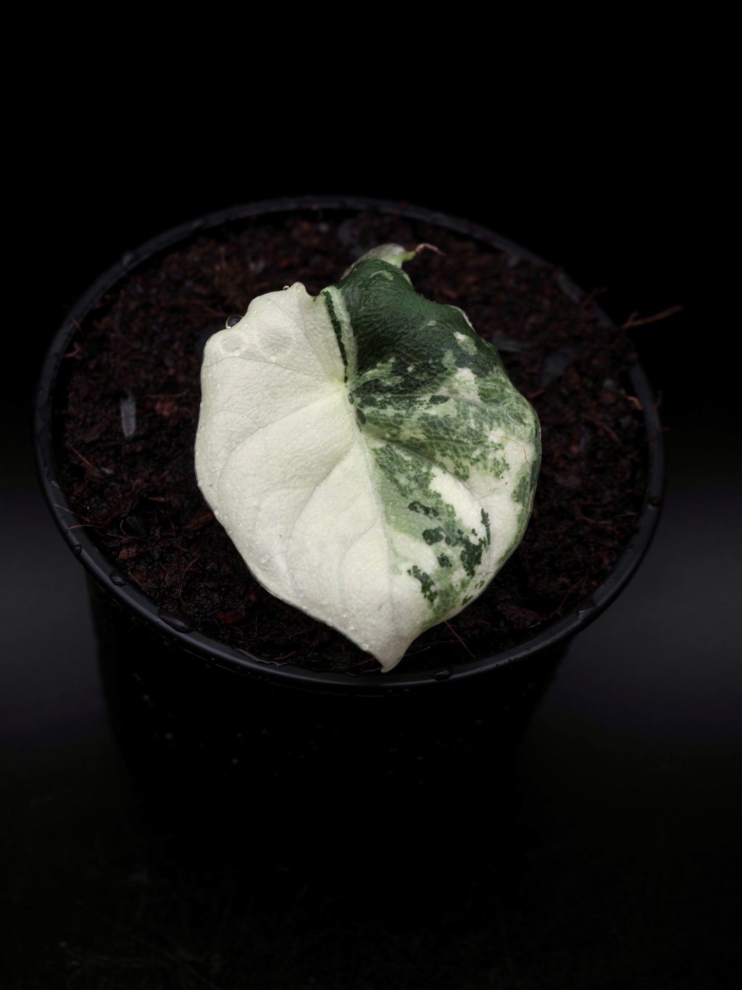 Alocasia Melo Albo