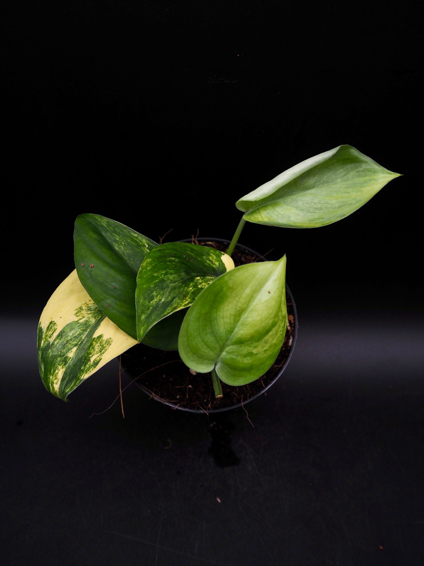 Scindapsus Jade Satin Variegata